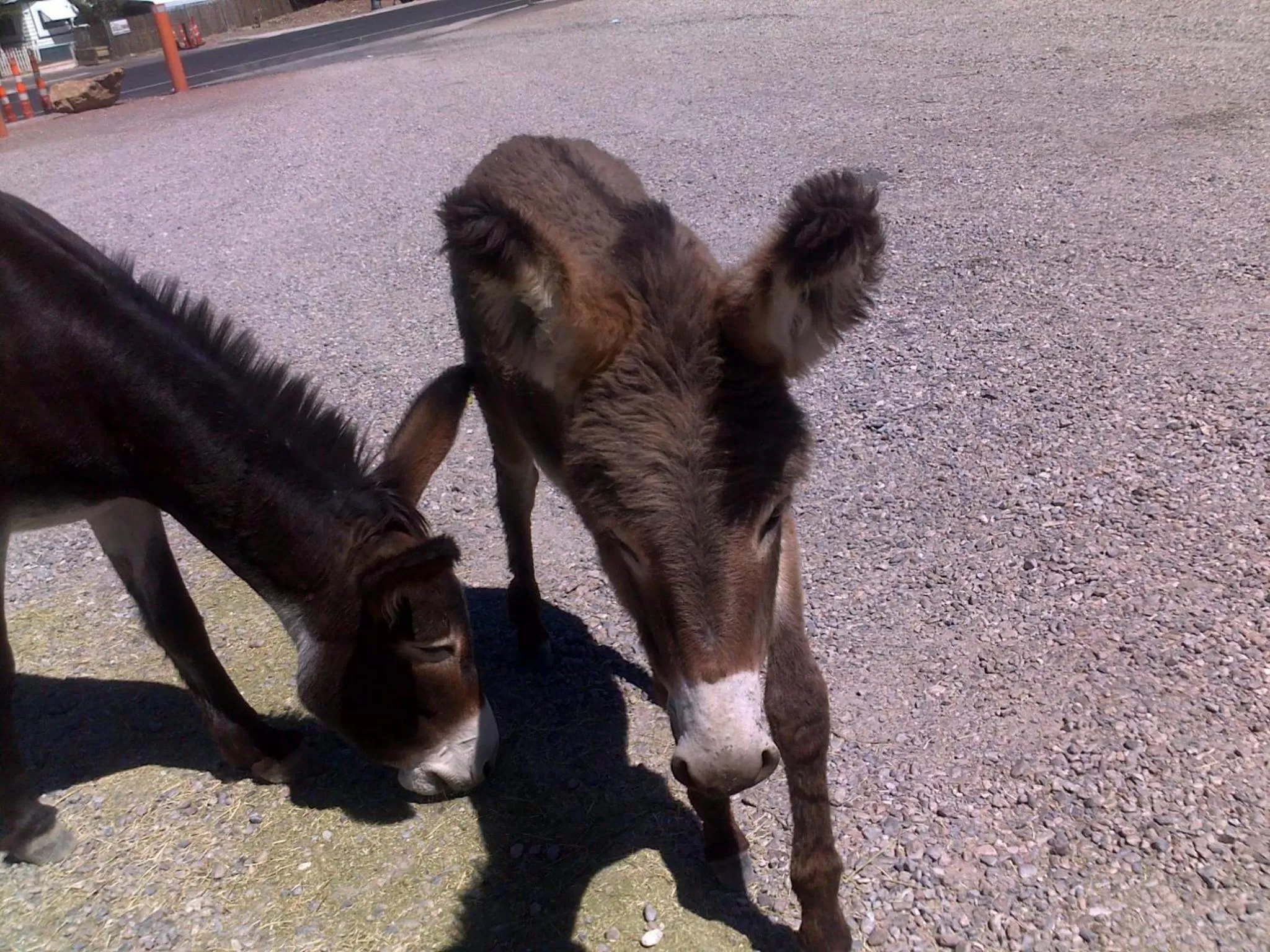 Animals, Pets in Atomic Inn Beatty Near Death Valley