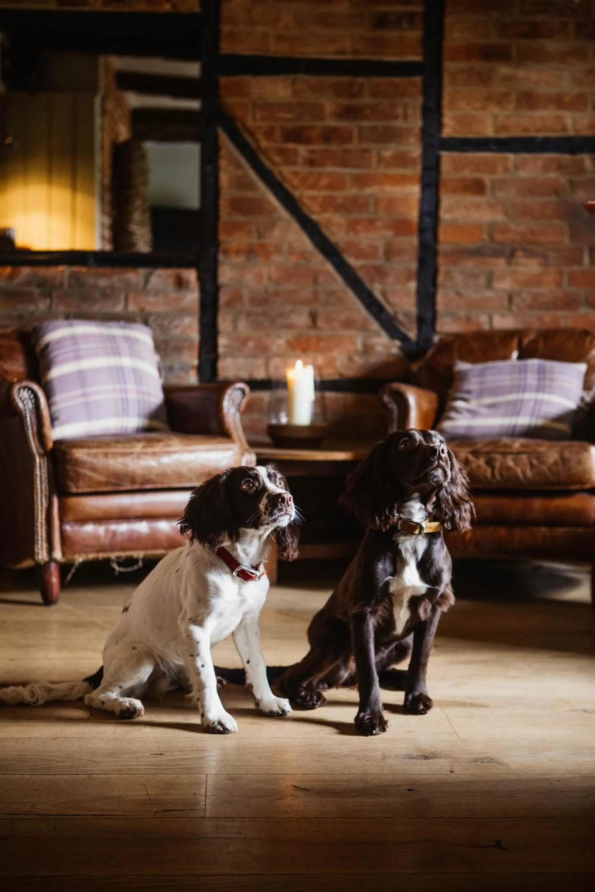 Pets in The Hawk Inn