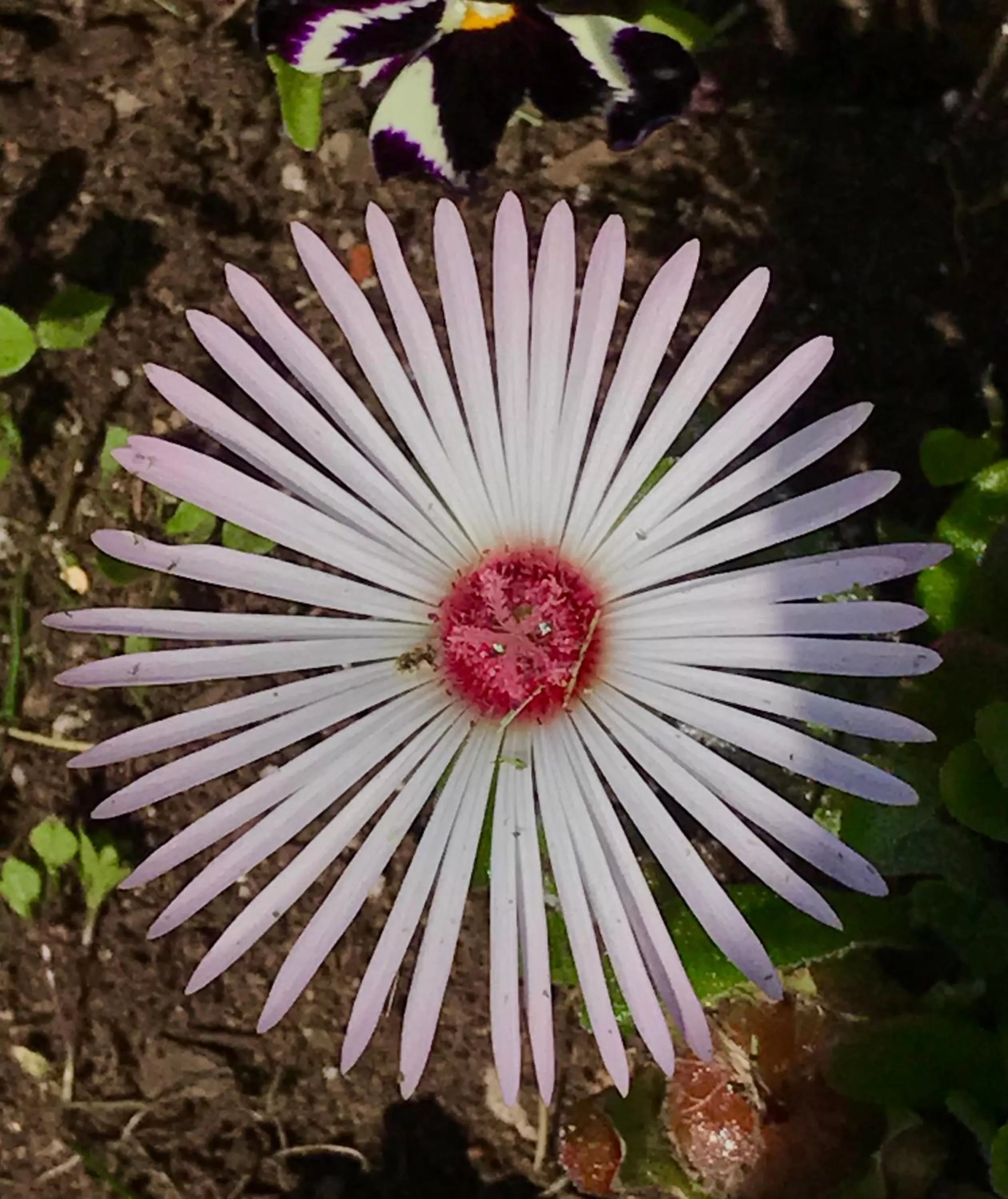 Halcyon Heights B&B/Inn