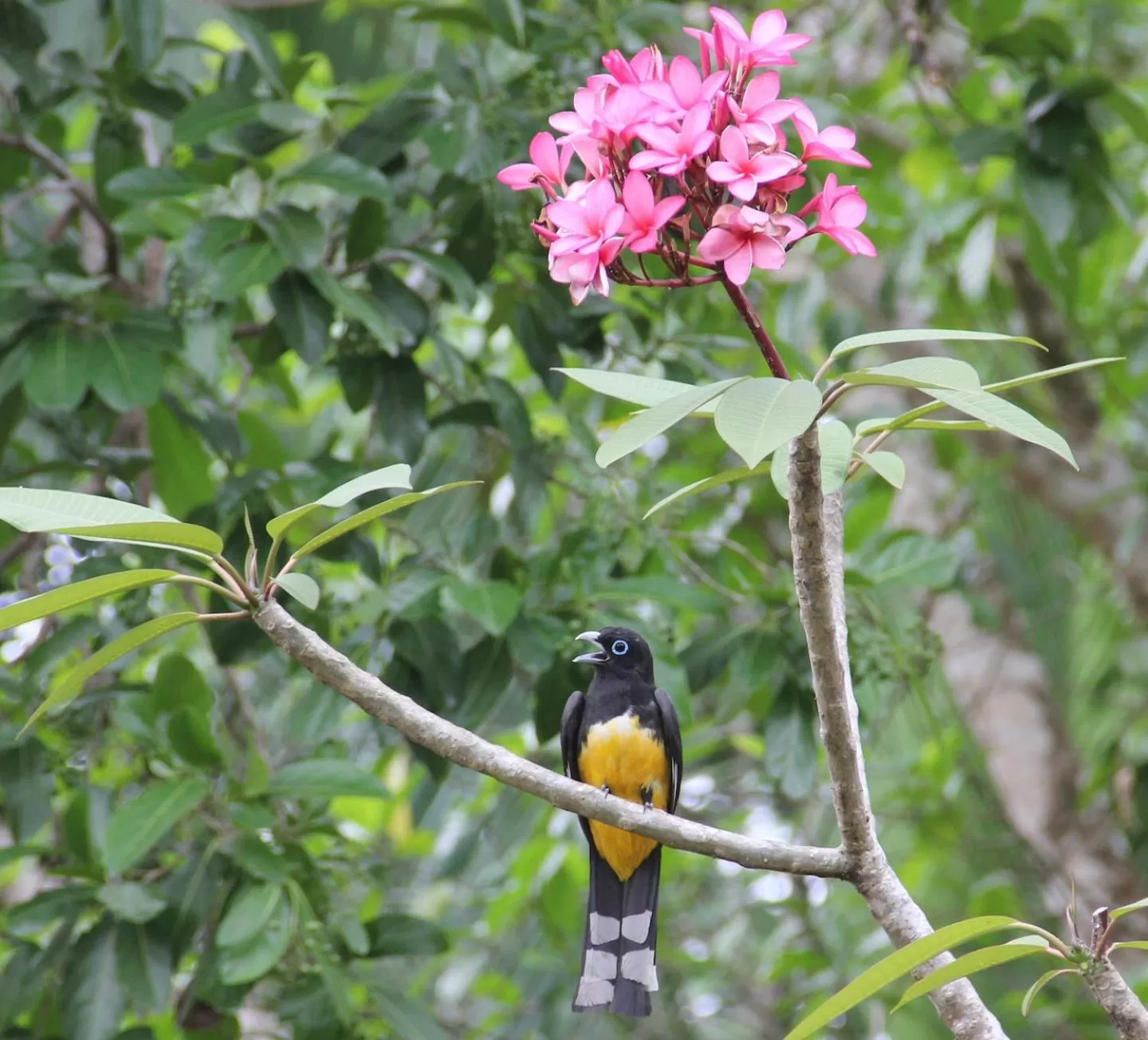 Garden in Sun Creek Lodge