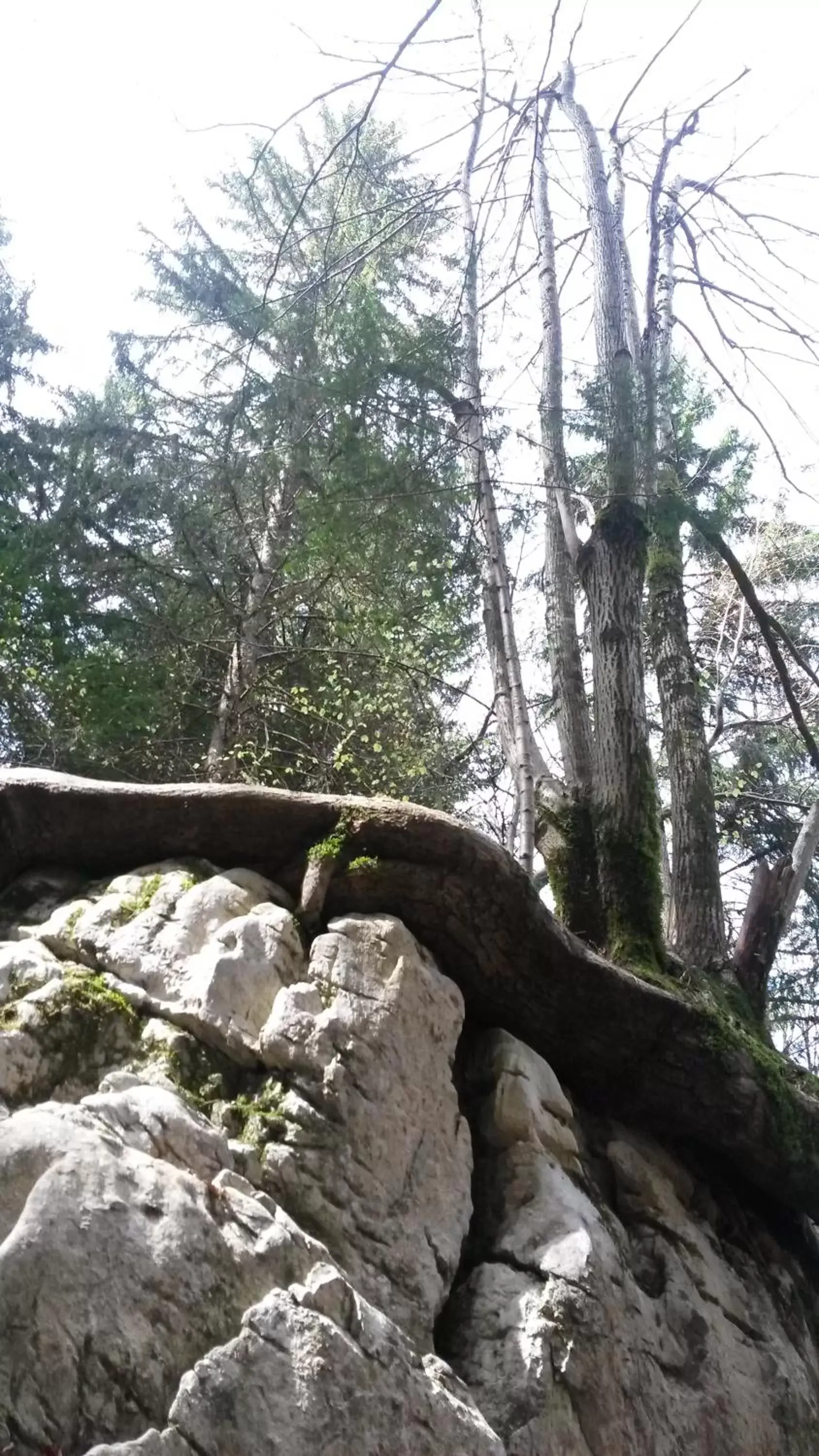 Natural Landscape in Les Tilleuls