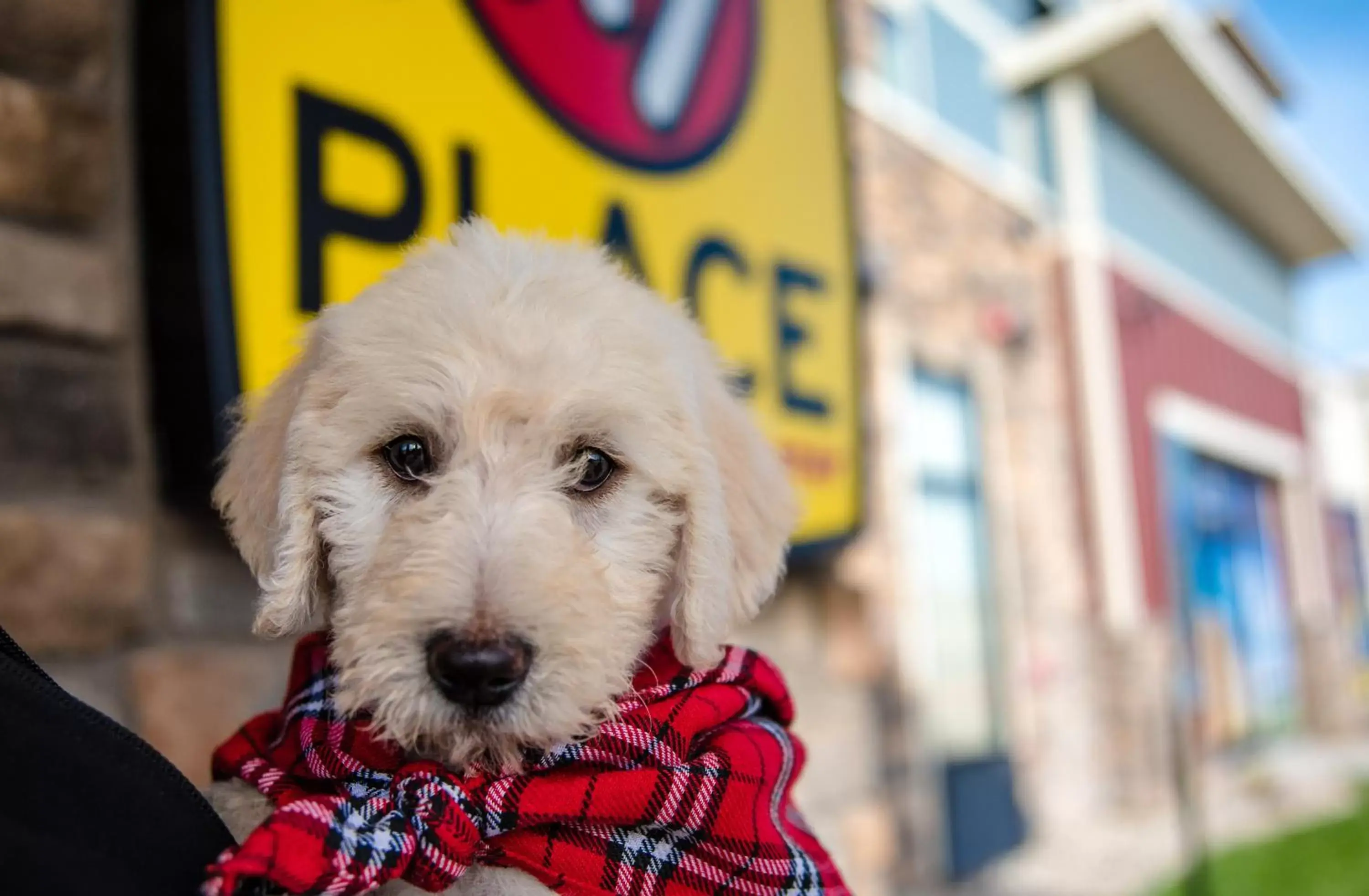 Pets in My Place Hotel-Indianapolis Airport/Plainfield, IN