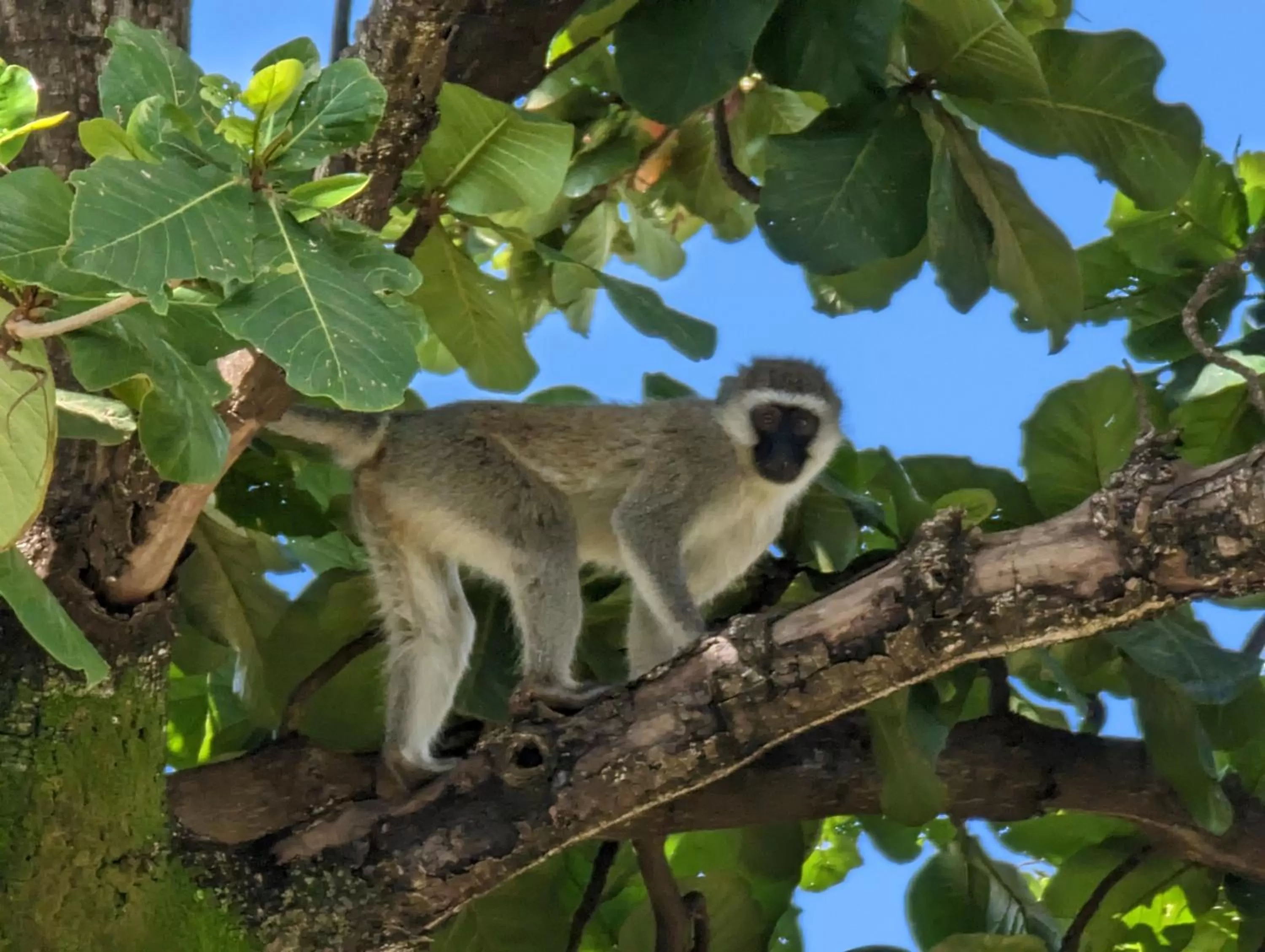 Garden, Other Animals in Annodas Homes Milimani Kisumu