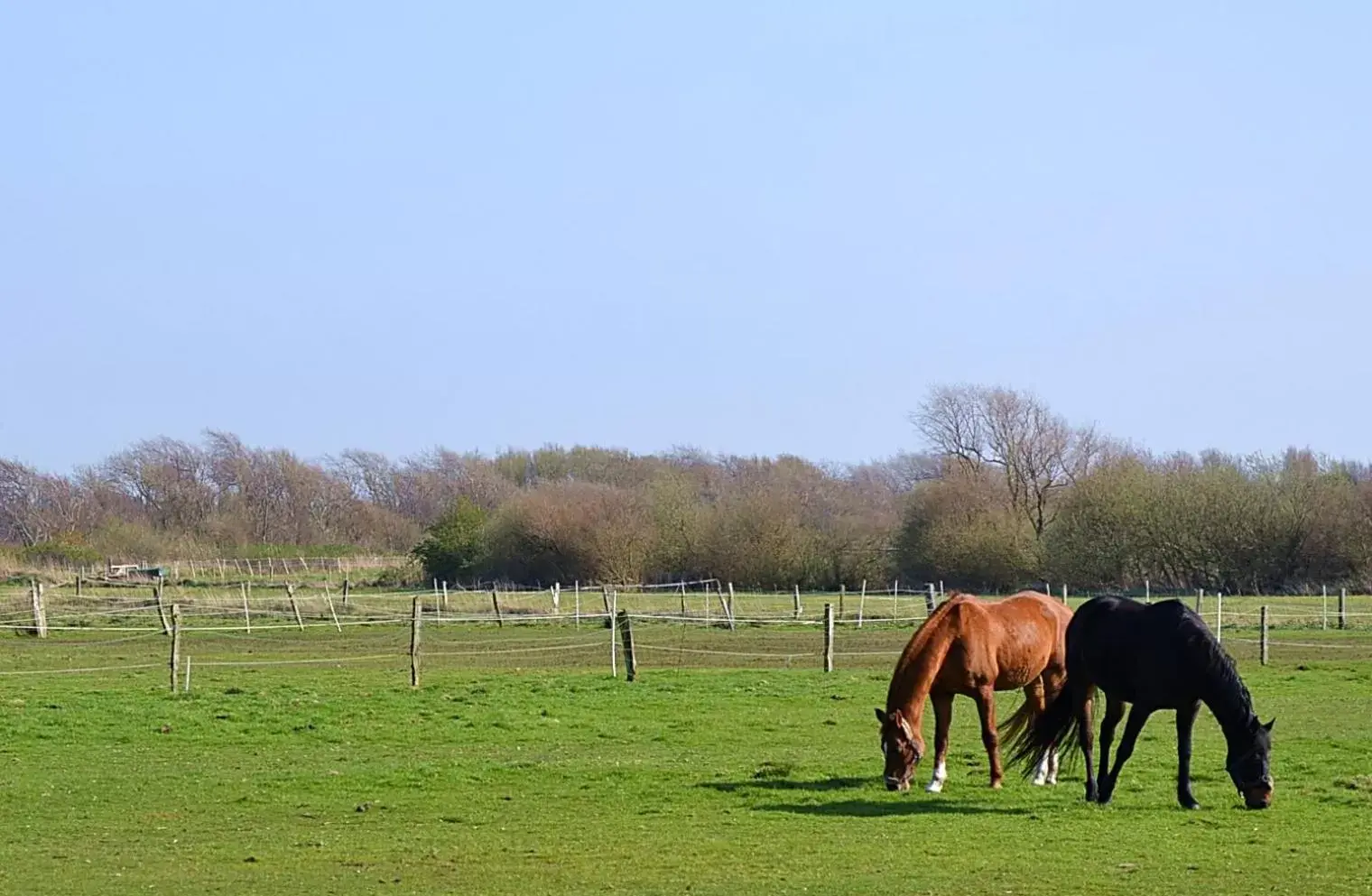 Natural landscape, Other Animals in Hotel Weisse Düne