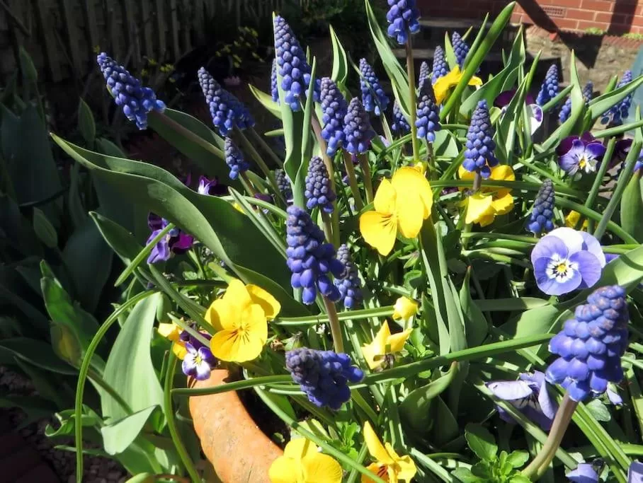 Garden in Comfortable rooms