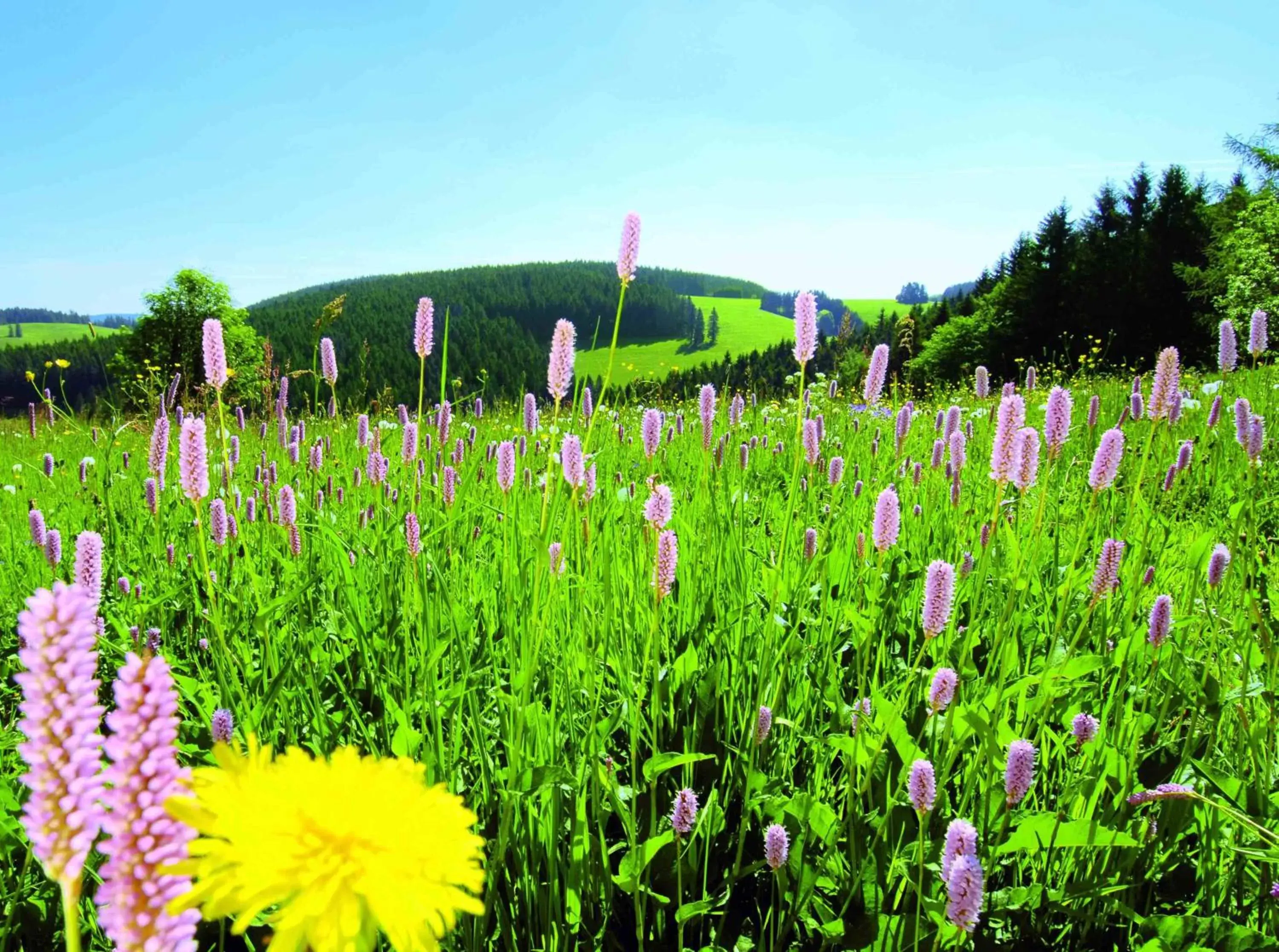 Hiking in Best Western Plus Schwarzwald Residenz