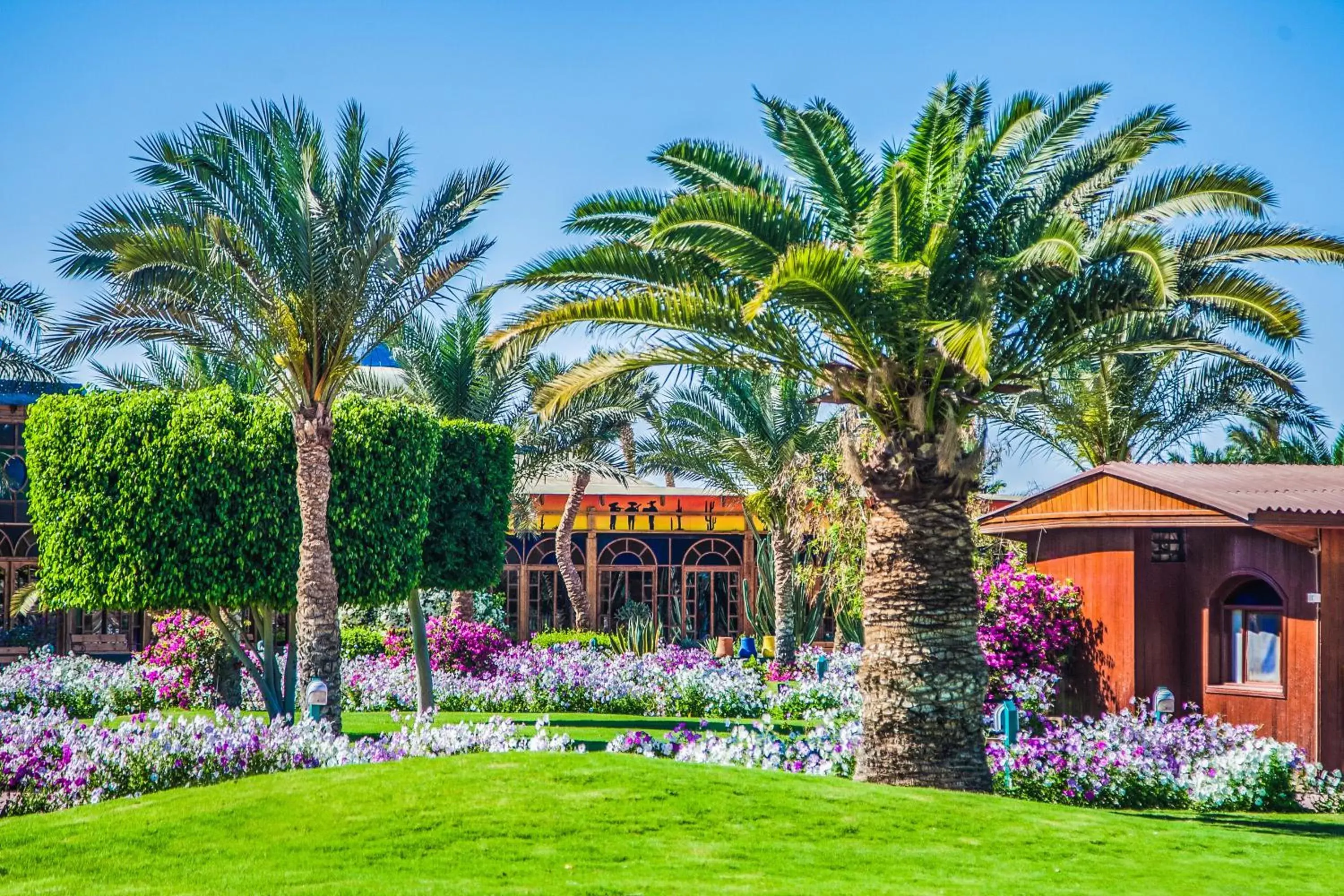 Natural landscape, Garden in Desert Rose Resort