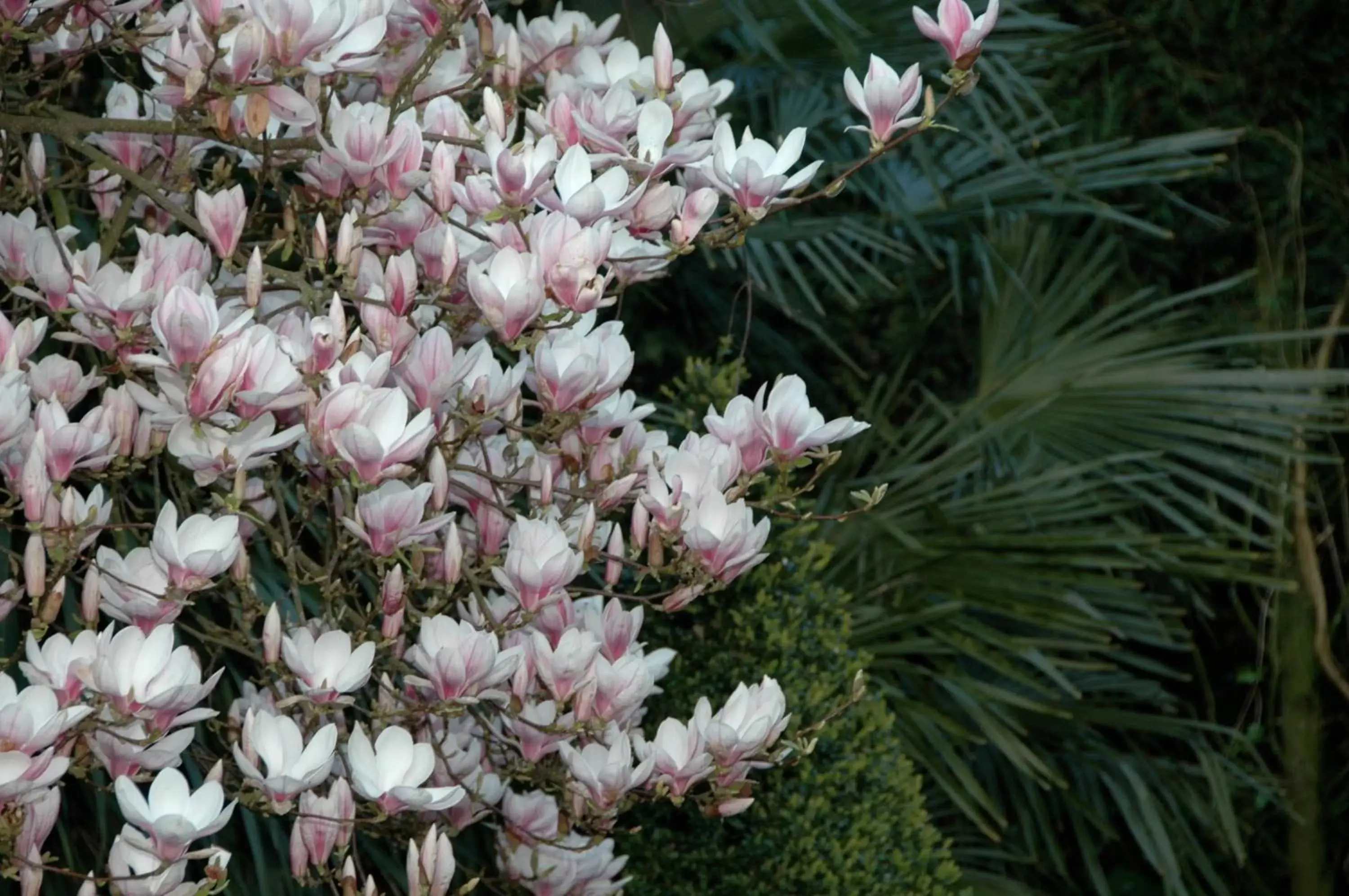 Garden in Château de La Ballue - Les Collectionneurs