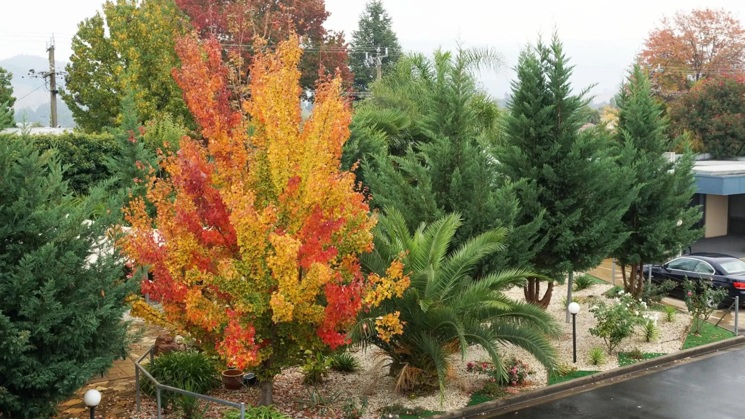 Garden in Golden Leaf Motel