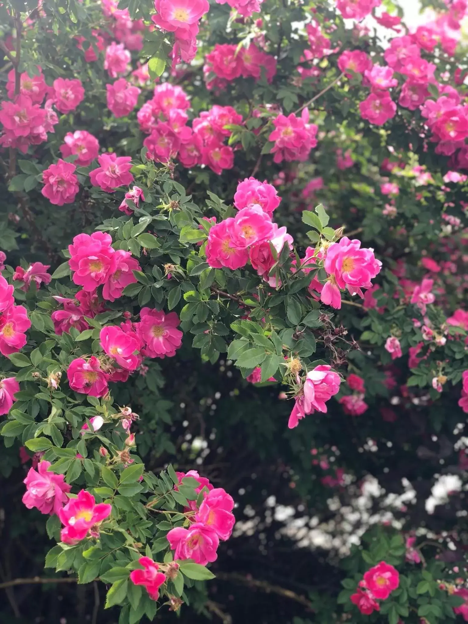 Garden in Kings Motor Inn