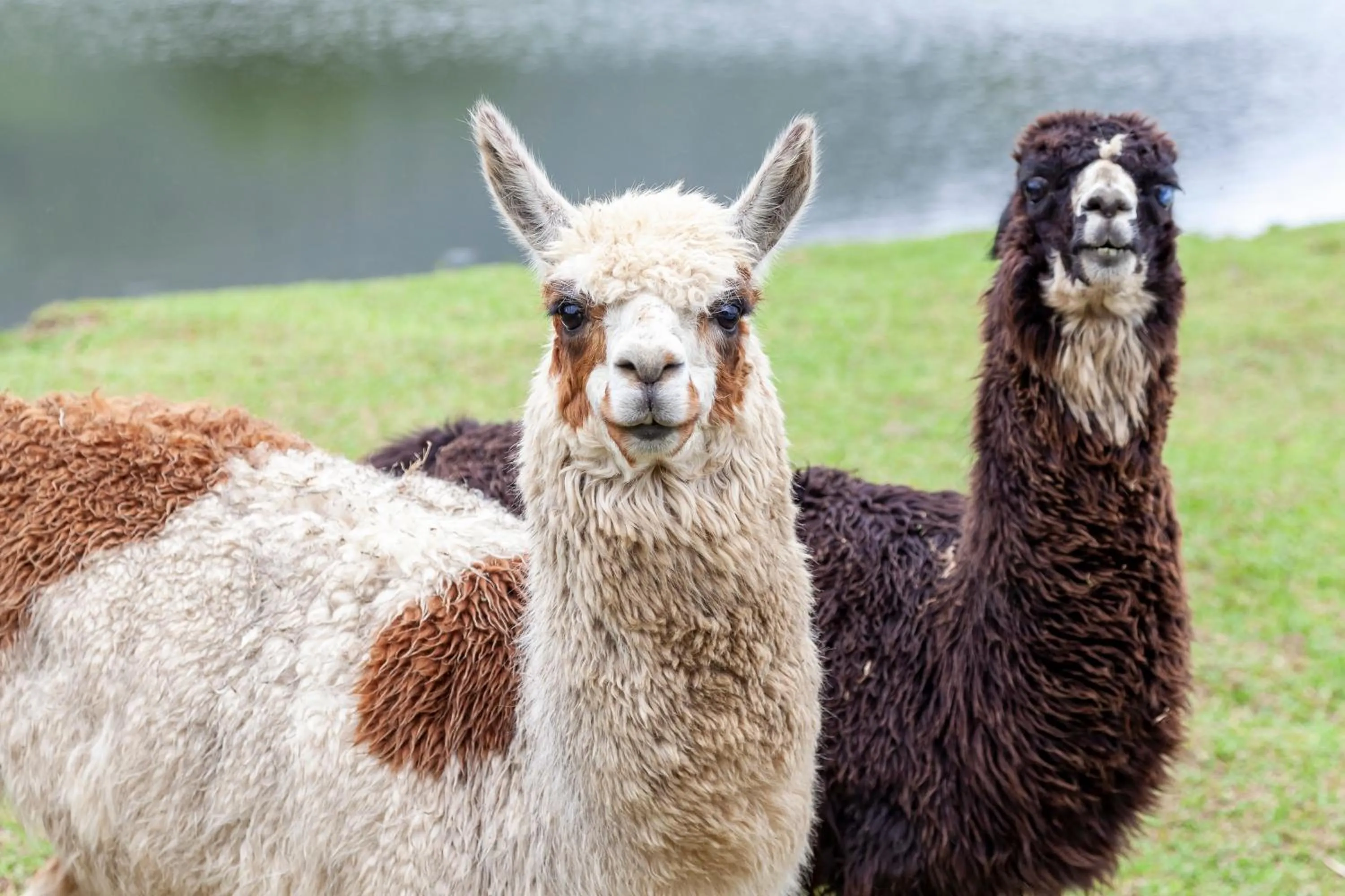 Animals in Hotel Portobello Resort & Safari