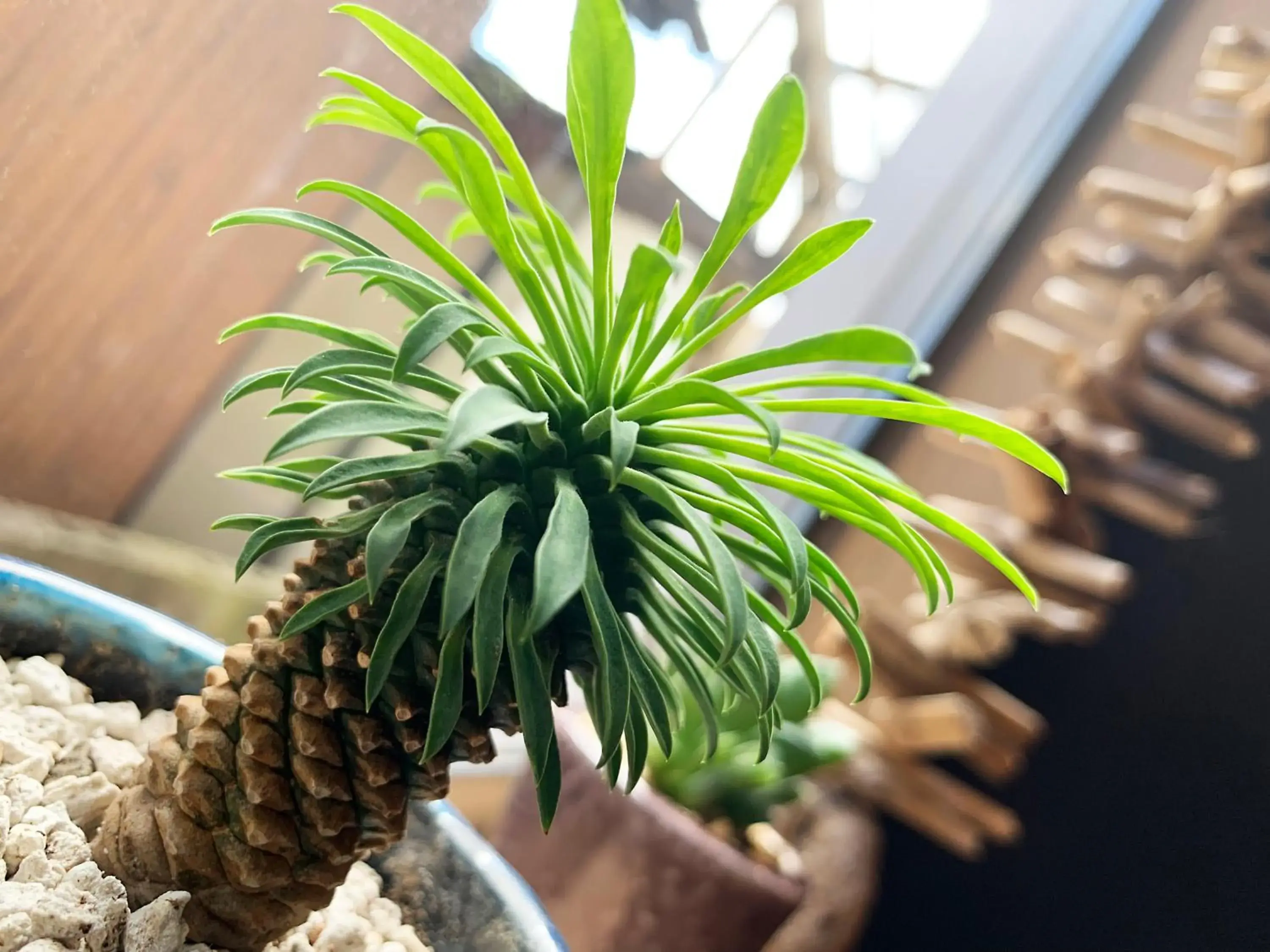 Decorative detail in Cactus Inn