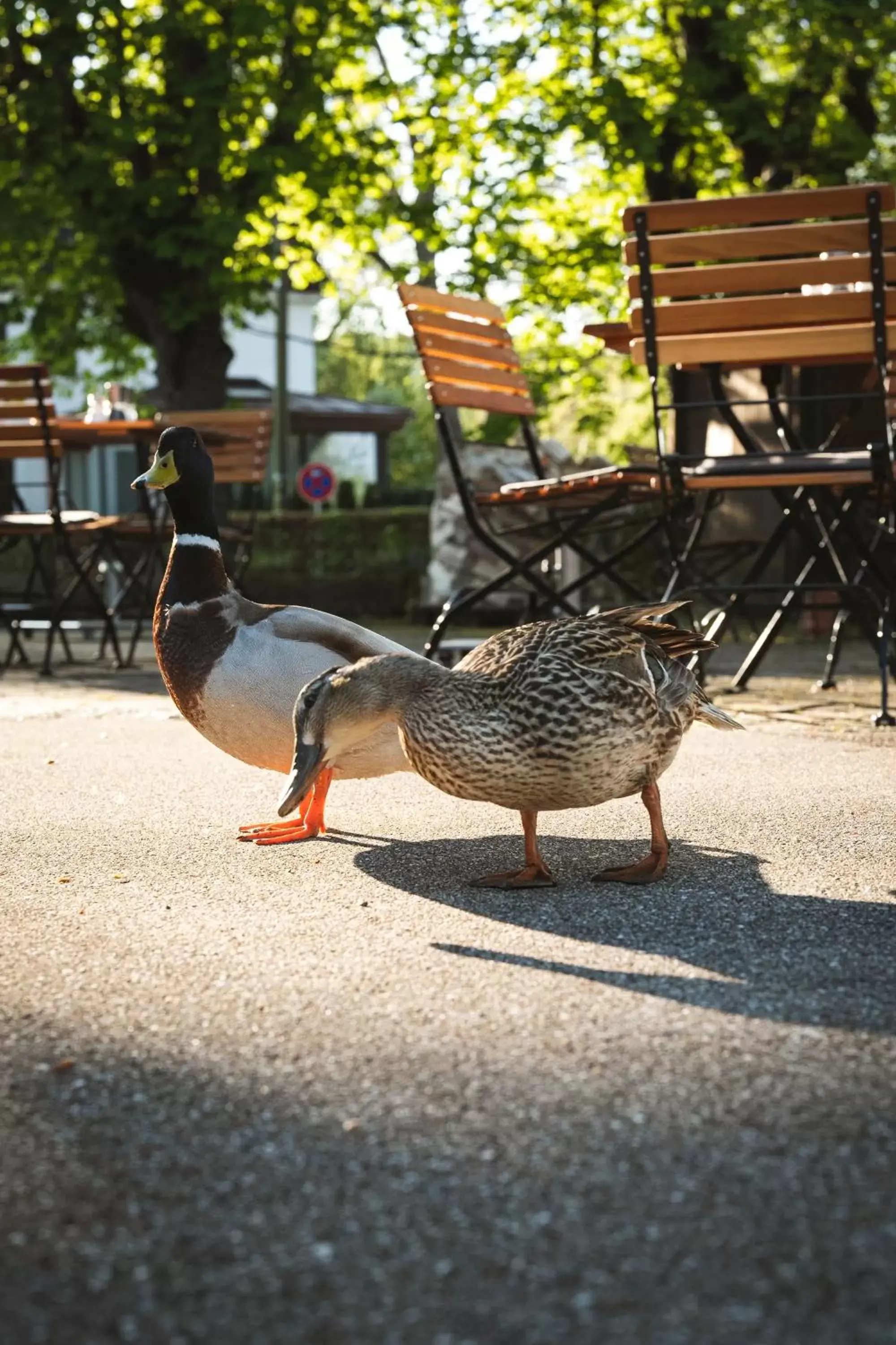 Garden, Other Animals in Sopherl am See