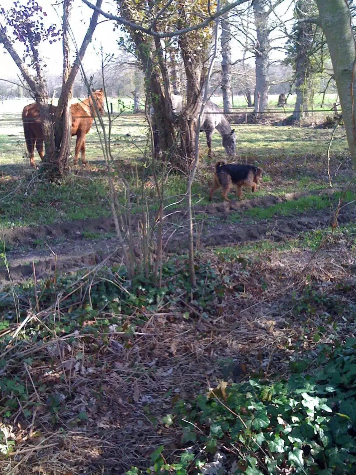 Area and facilities, Other Animals in Les Trauchandieres de Saint Malo