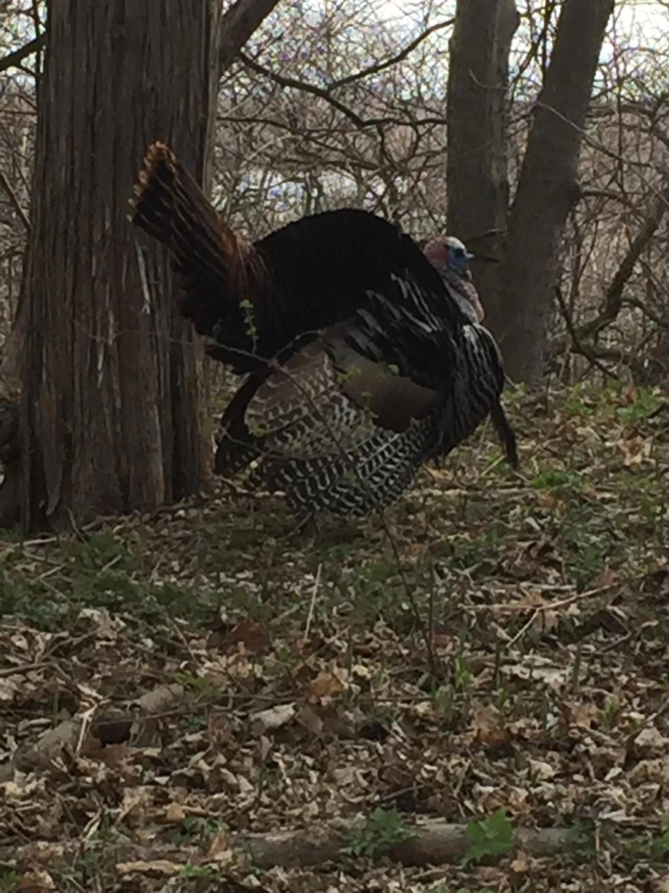 Natural landscape in Bondy House Bed & Breakfast