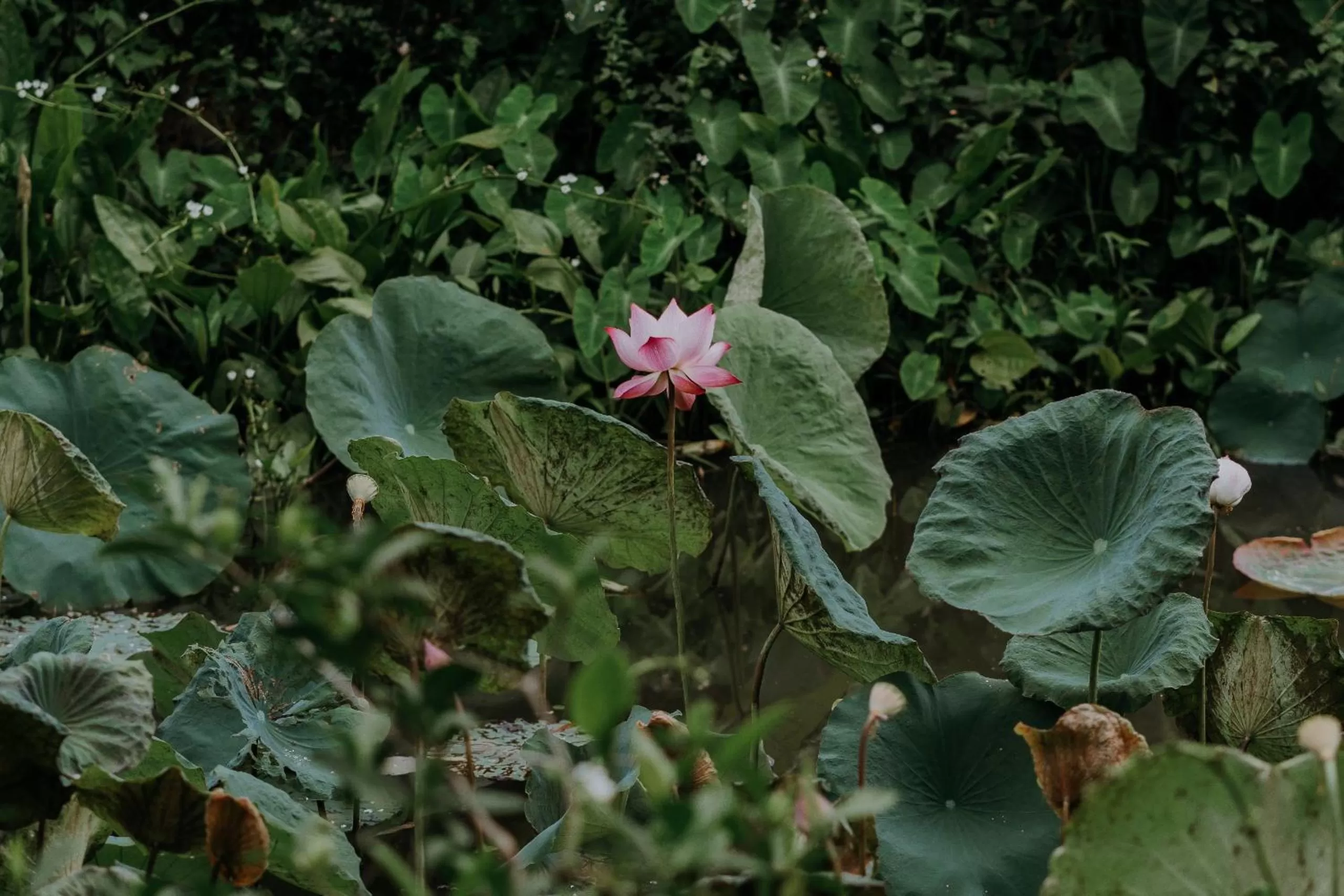 Garden in Aravinda Resort Ninh Binh