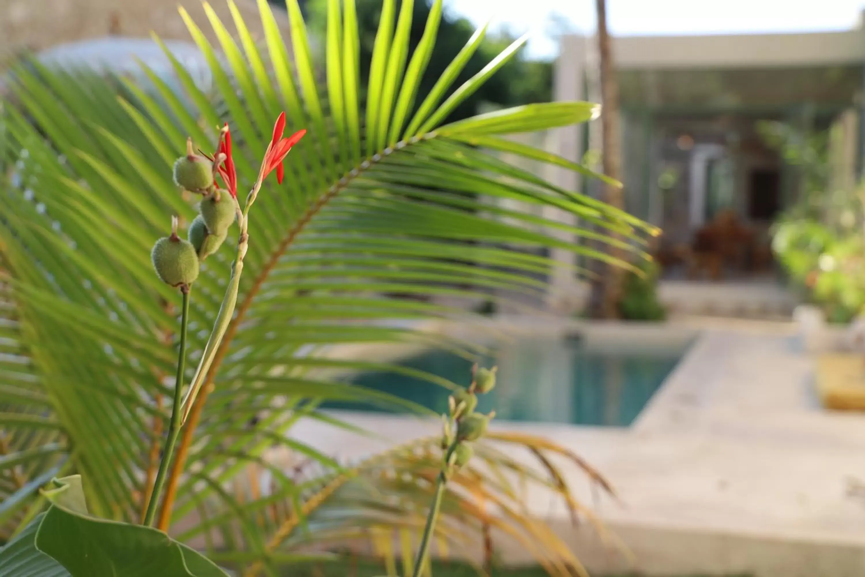 Garden view, Swimming Pool in Nuik Casa Tropical