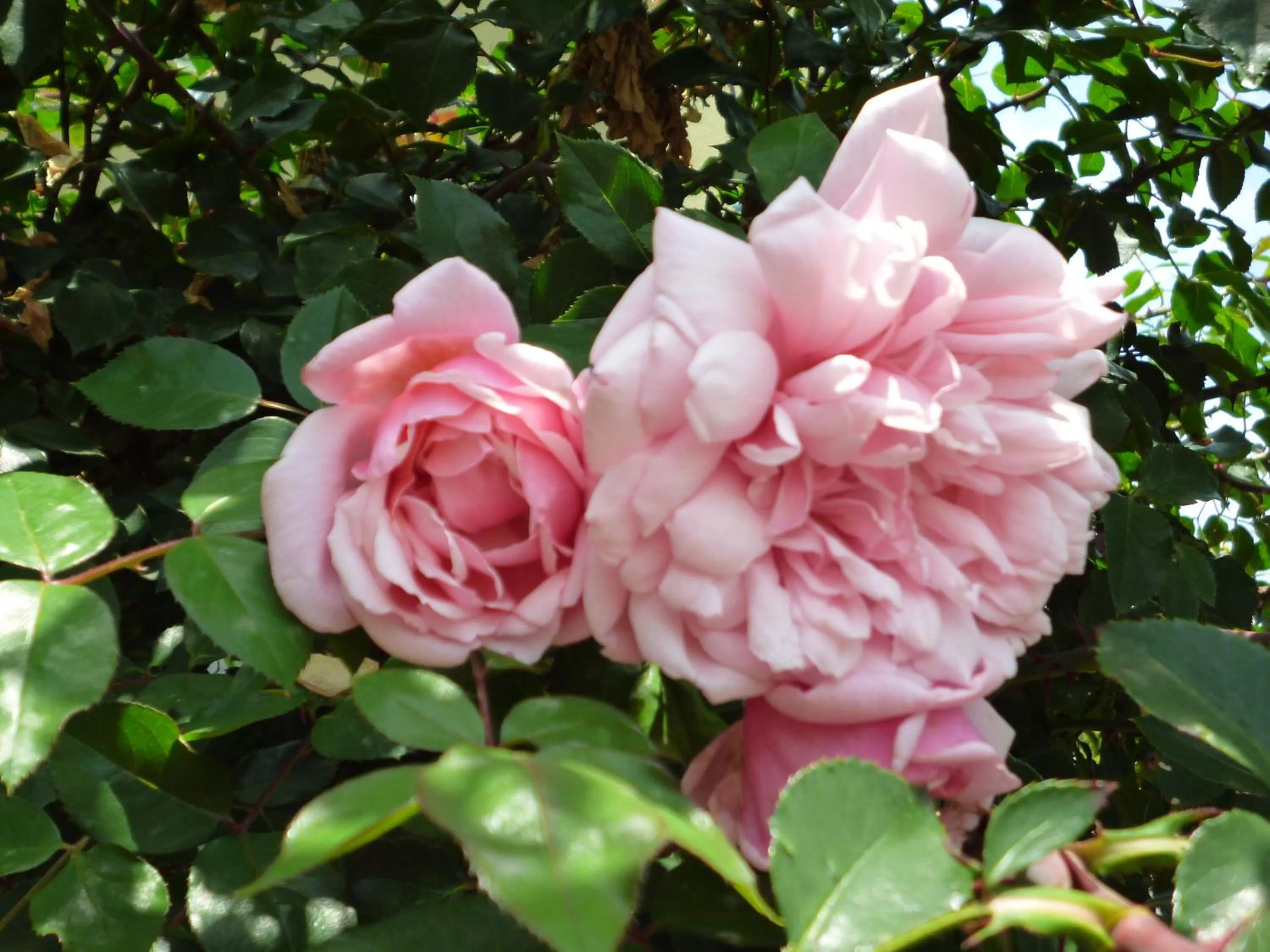Decorative detail in Otway Gate Motel