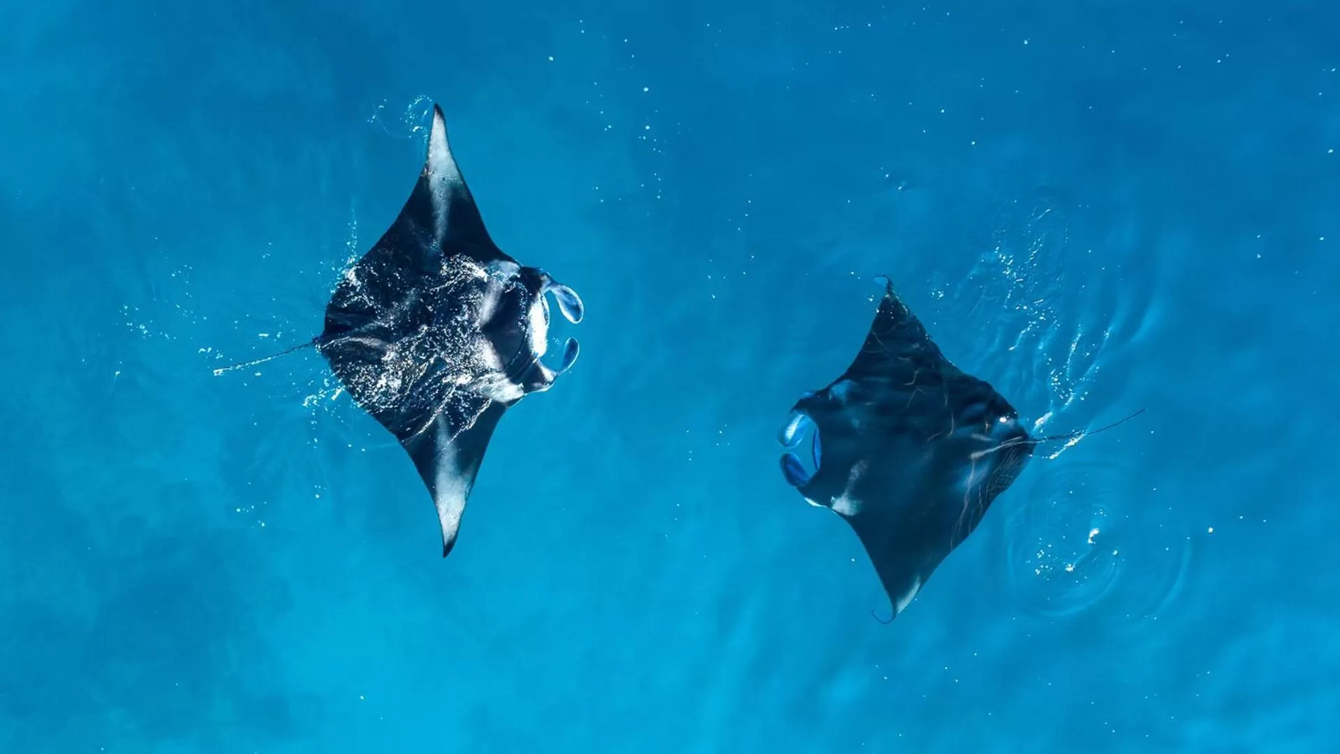 Snorkeling in Arena Beach Hotel