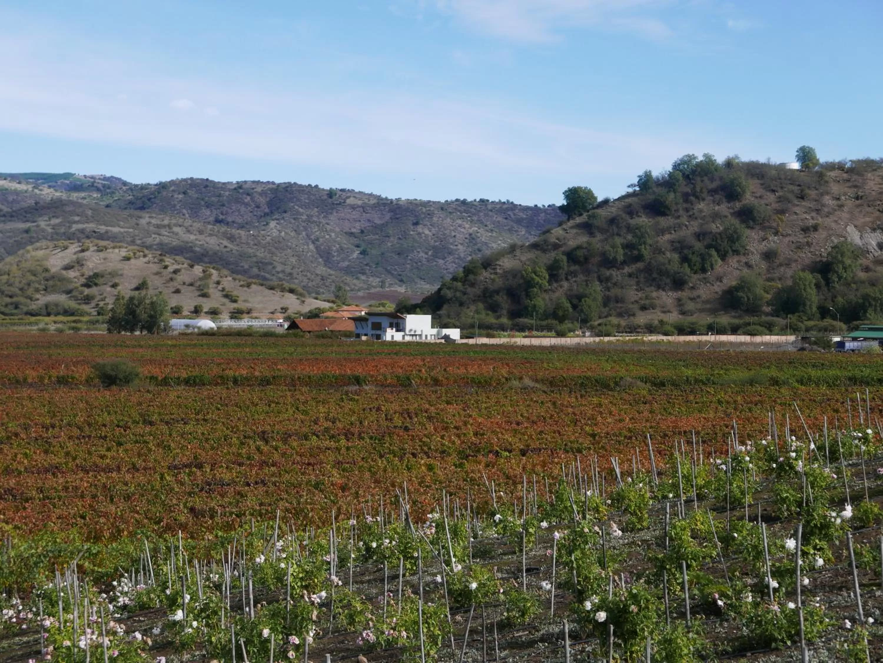 View (from property/room) in Callihue Lodge
