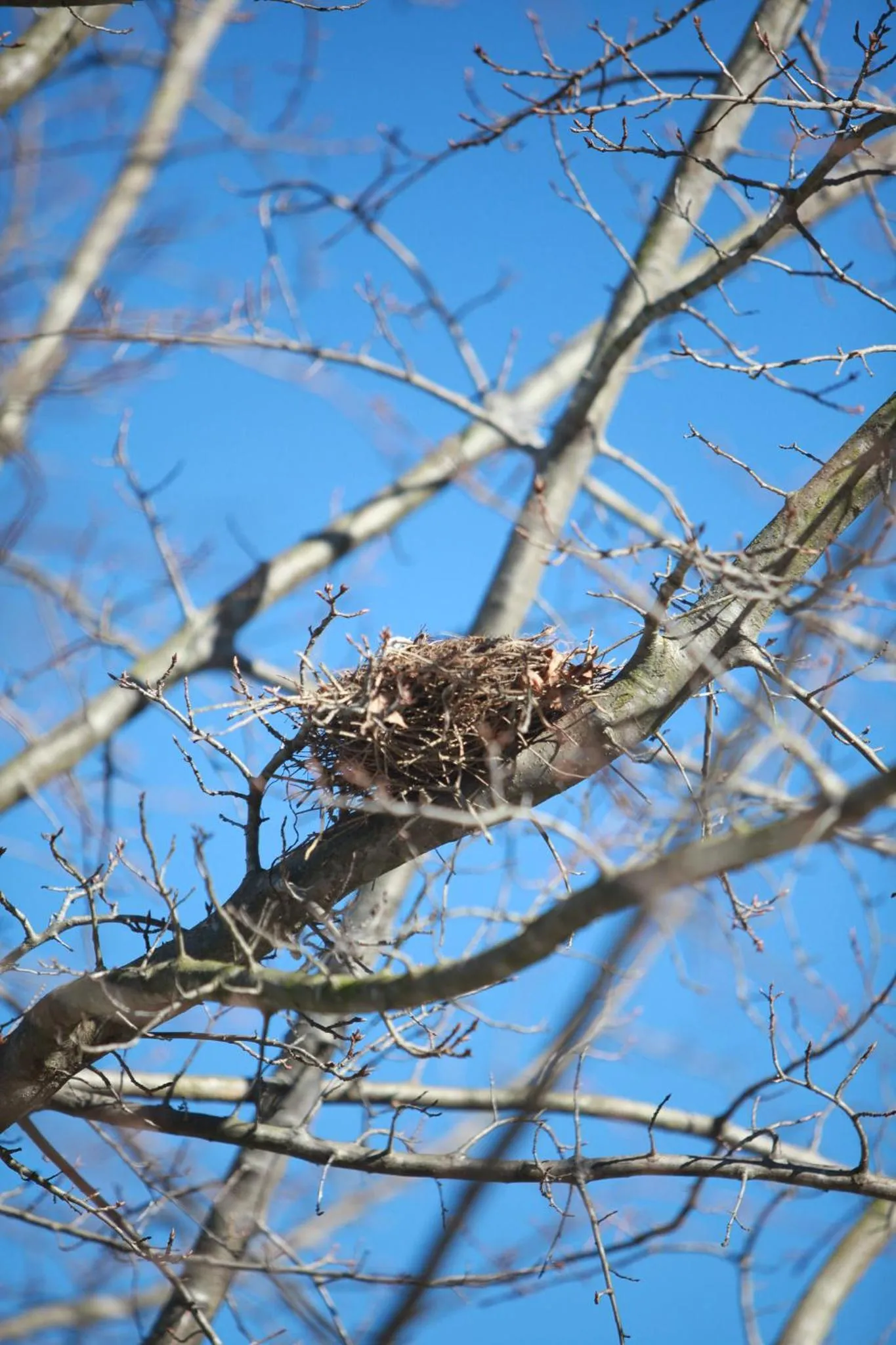 Garden in A Hilltop Country Retreat