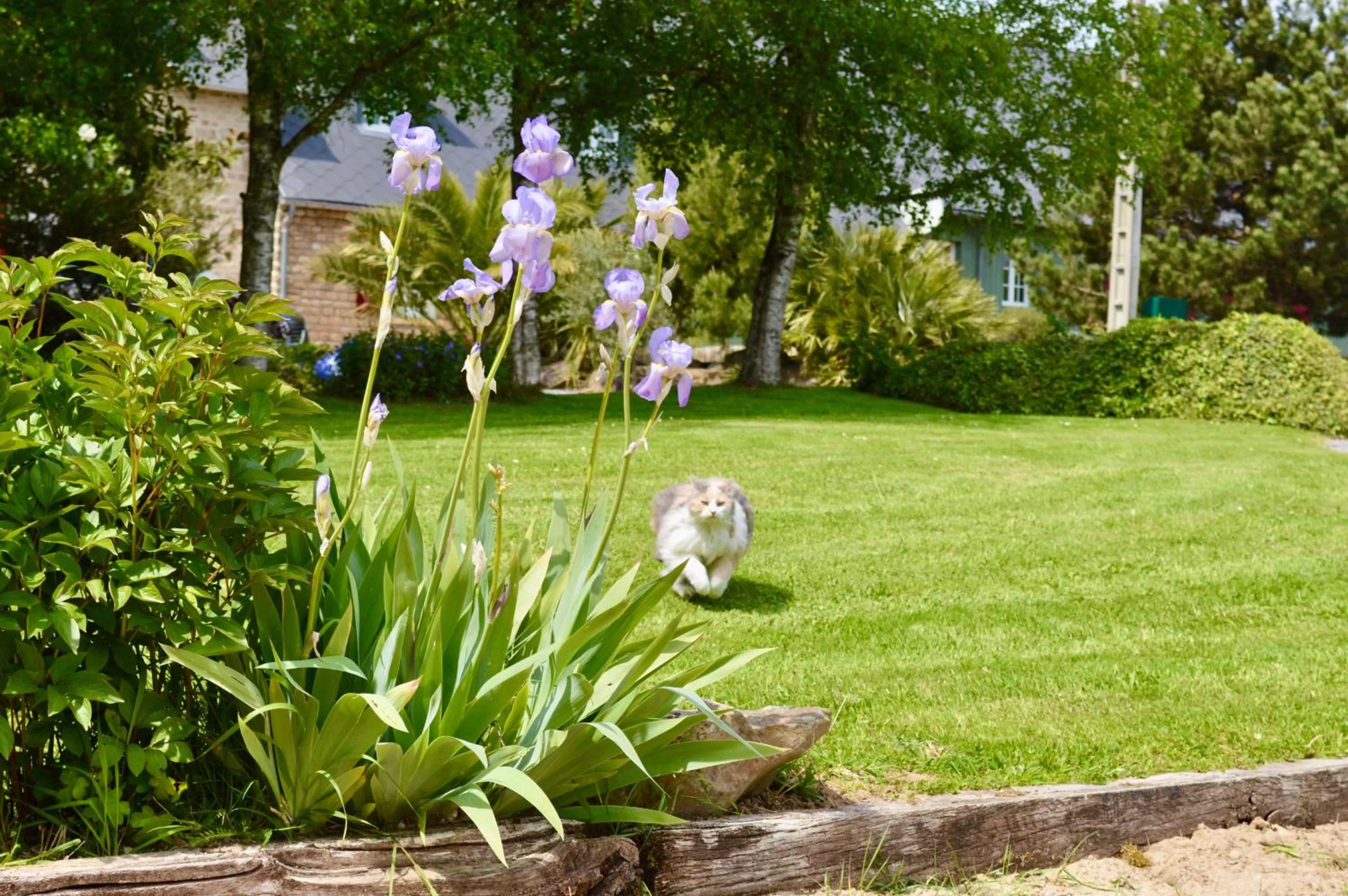 Pets in La Pichonnière