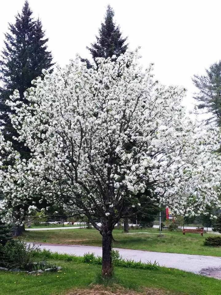 Garden in Dwight Riverside Inn