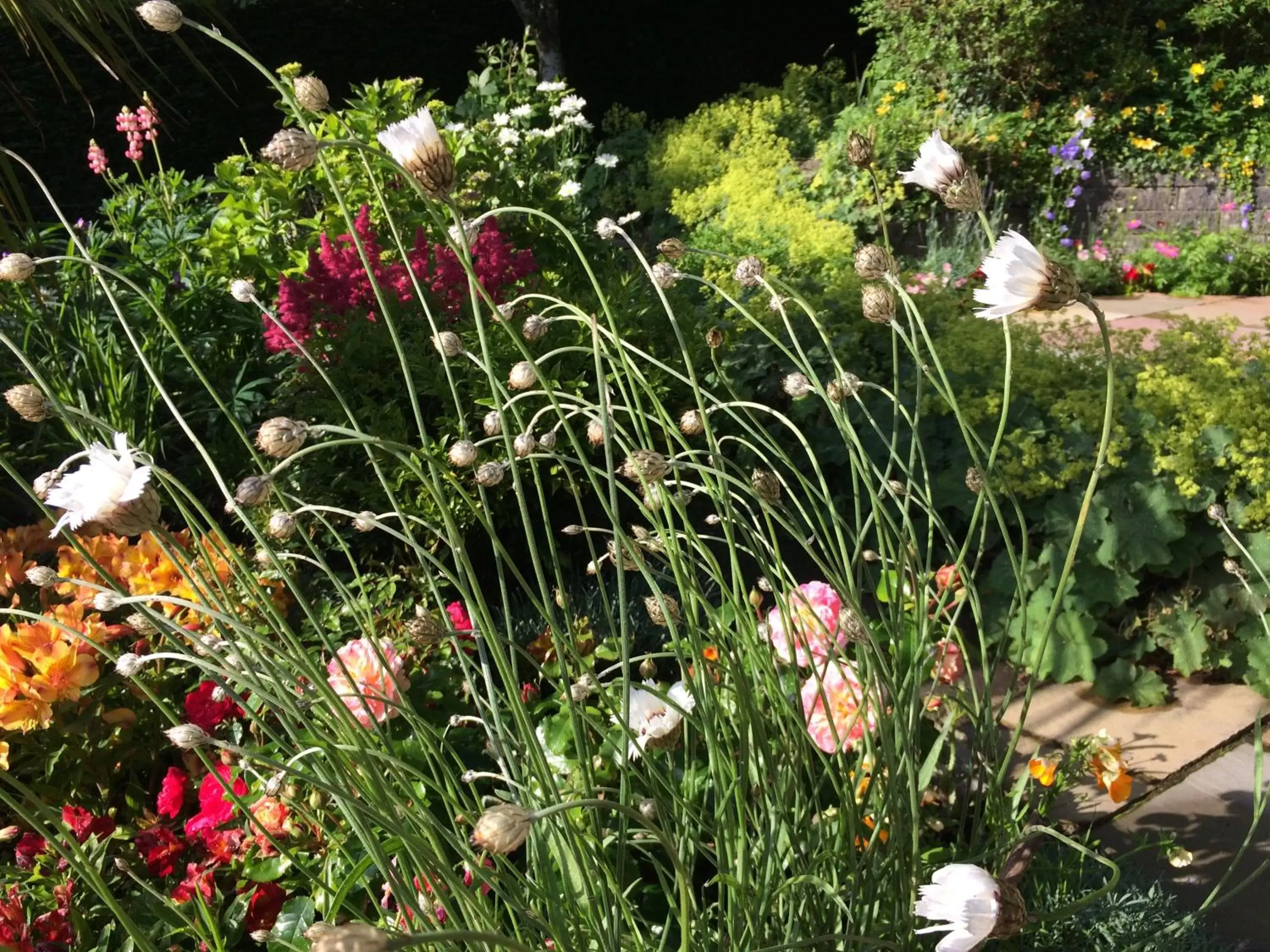 Garden in Castlecroft Bed and Breakfast