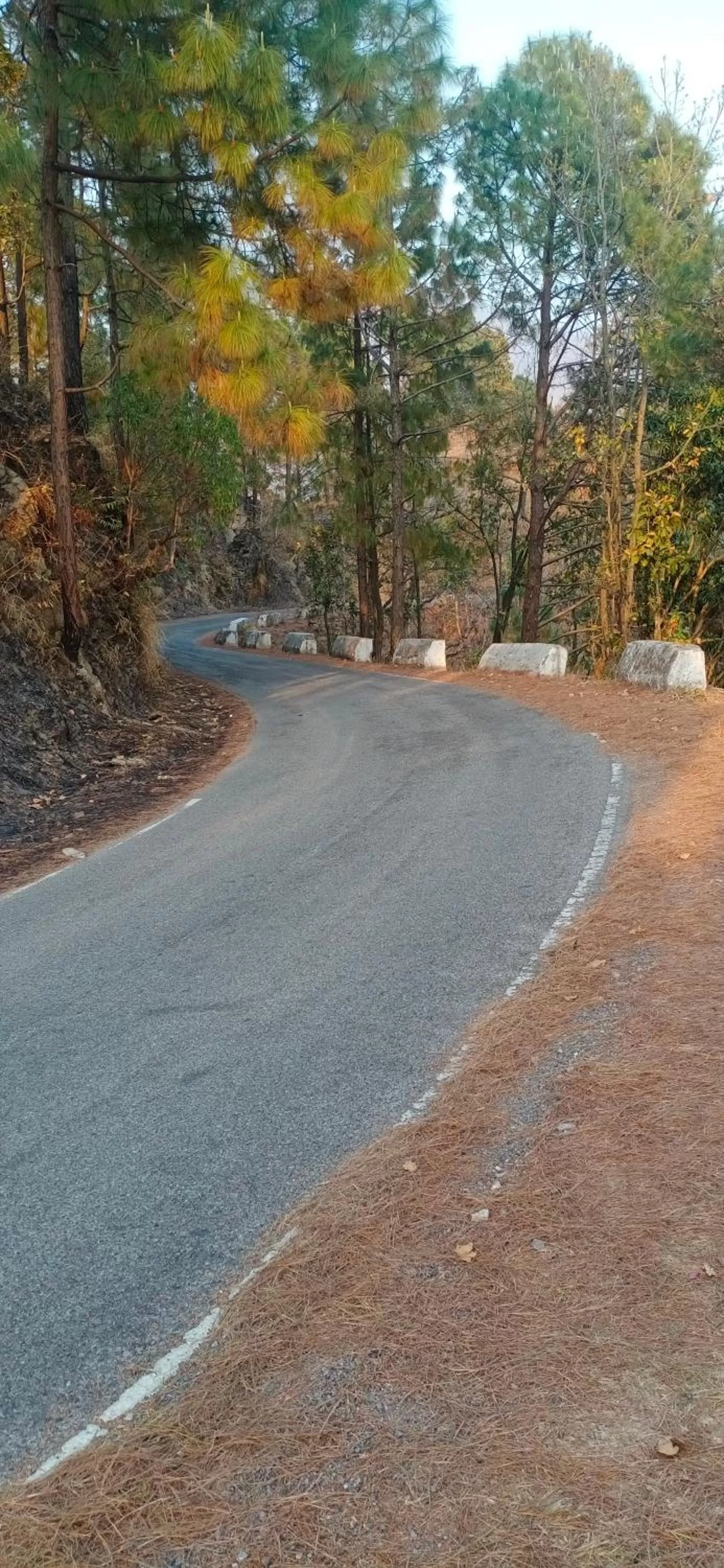 VIP in Blue Pine Orchards - Villas