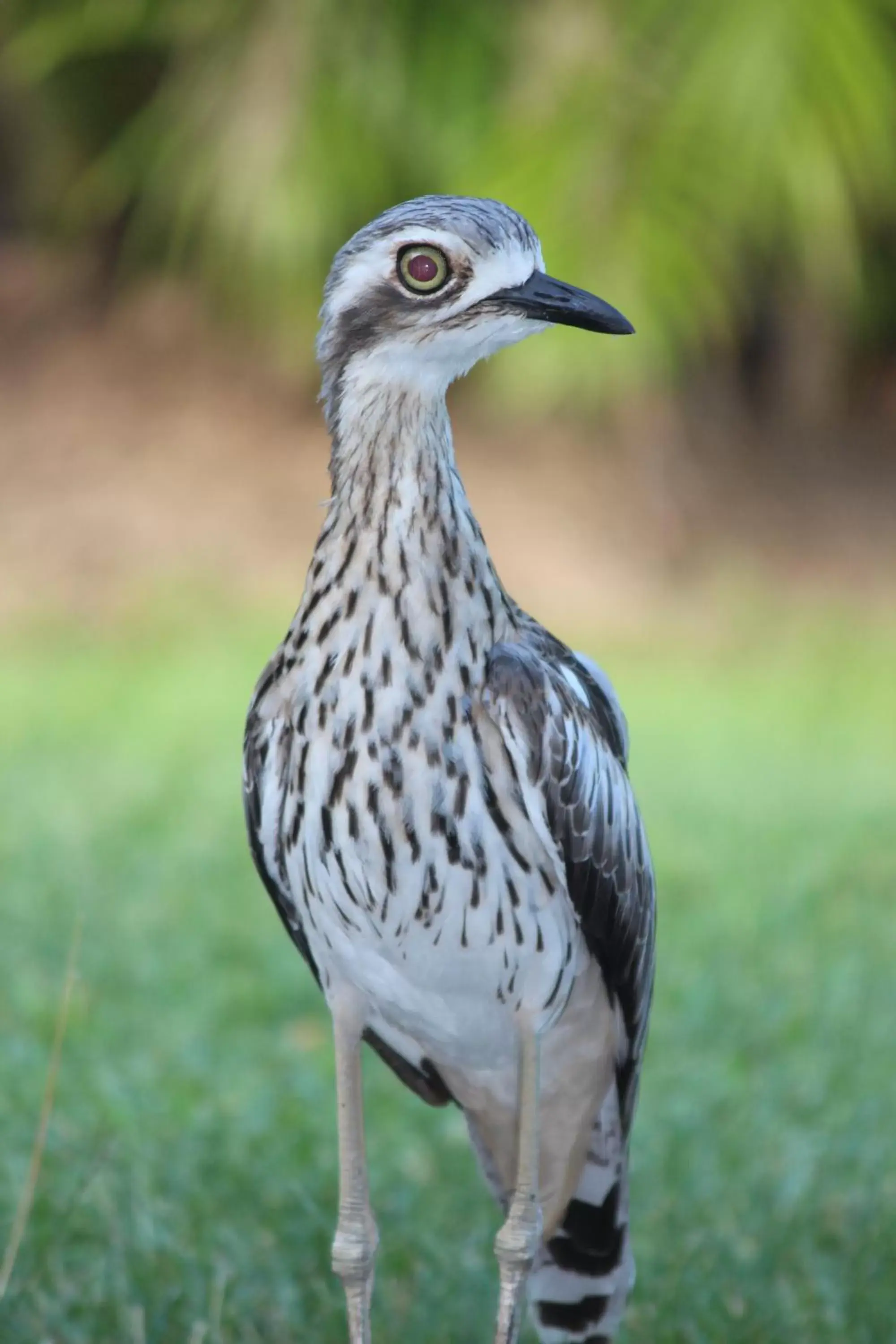 Animals, Other Animals in Amaroo On Mandalay