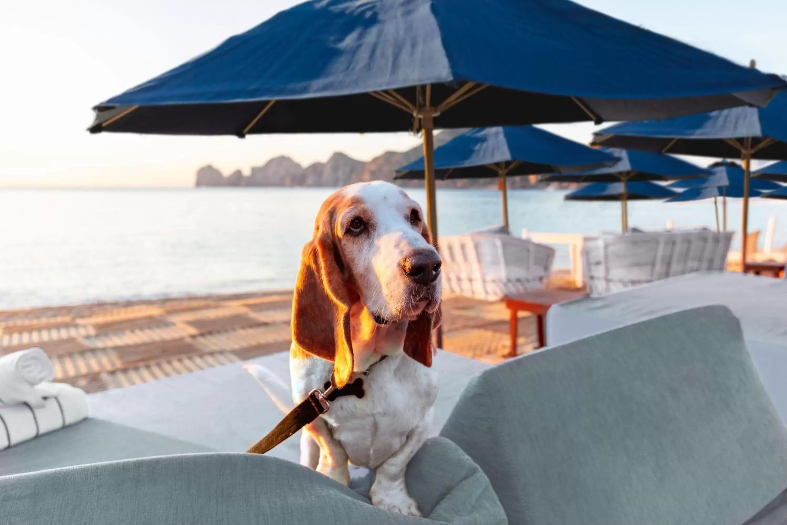 Pets in Corazón Cabo, a Noble House Resort