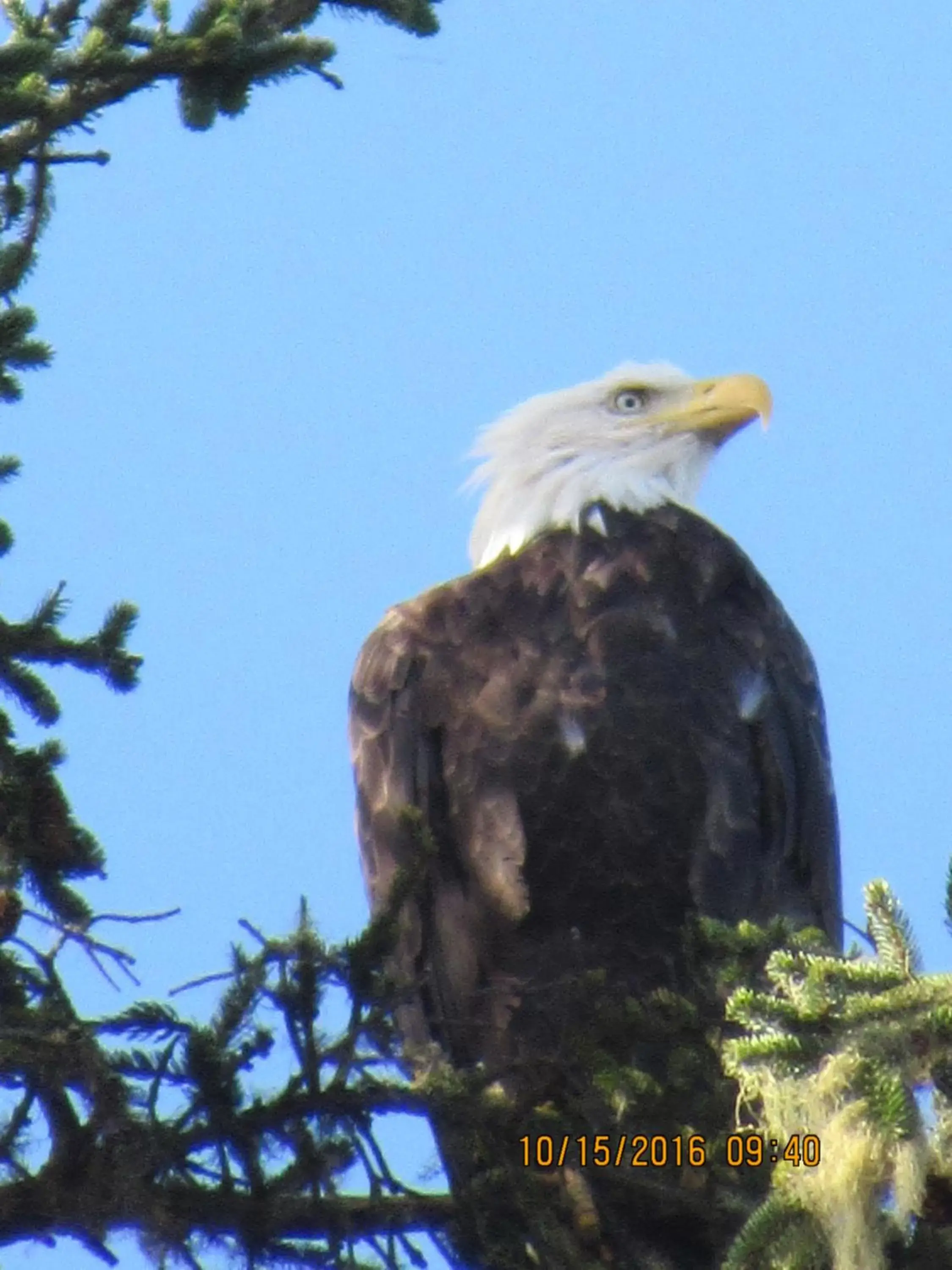 Natural landscape, Other Animals in The Waldport Inn