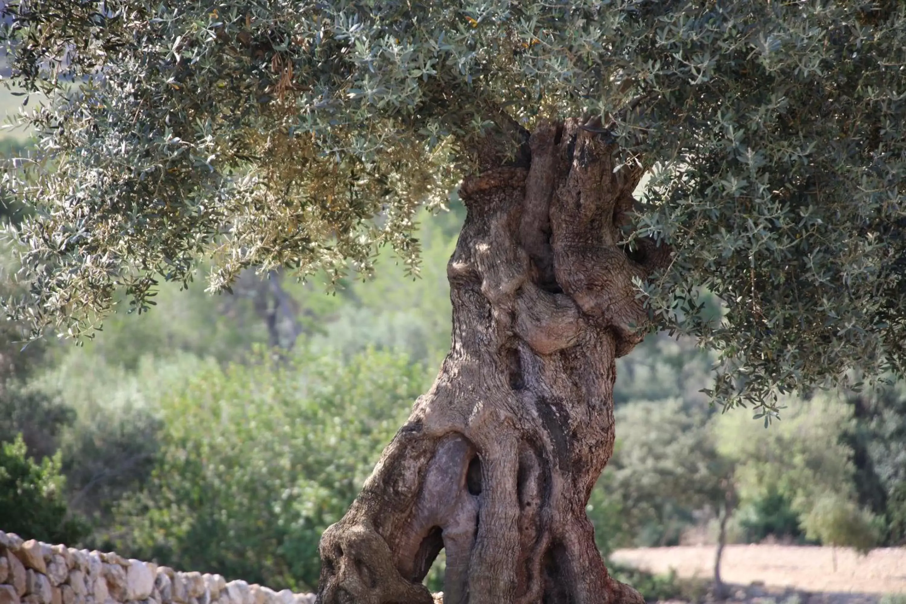 Garden, Natural Landscape in Finca Treurer - Olive Grove & Grand House - Adults Only