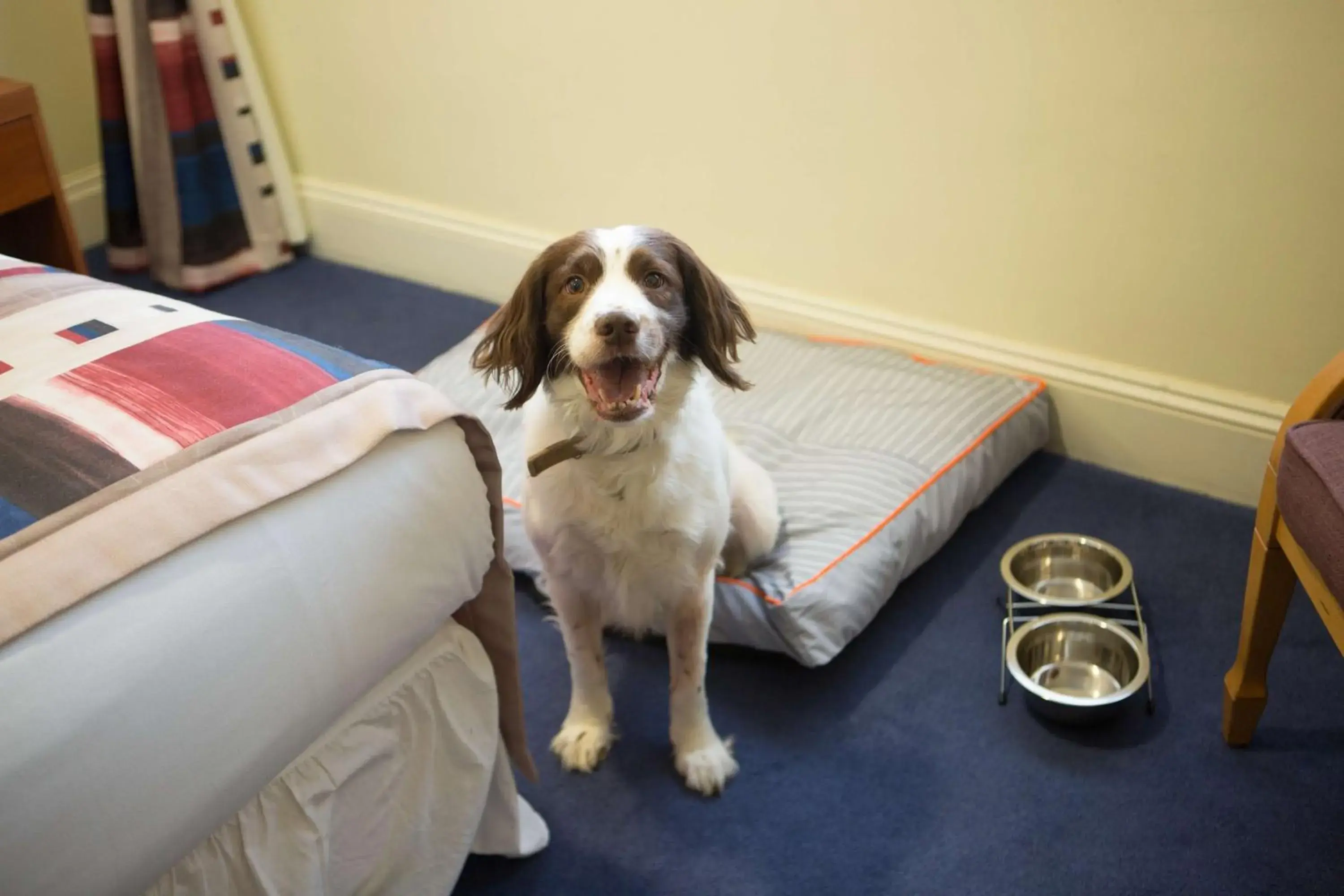 Photo of the whole room, Pets in Best Western Gables Hotel