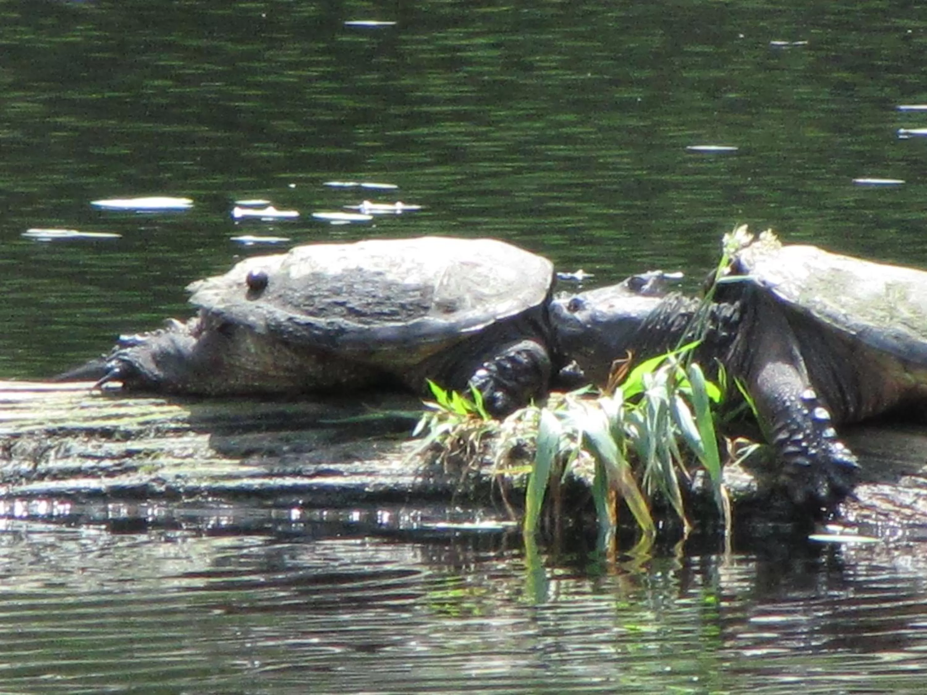 Animals, Other Animals in Shambhala Bed and Breakfast