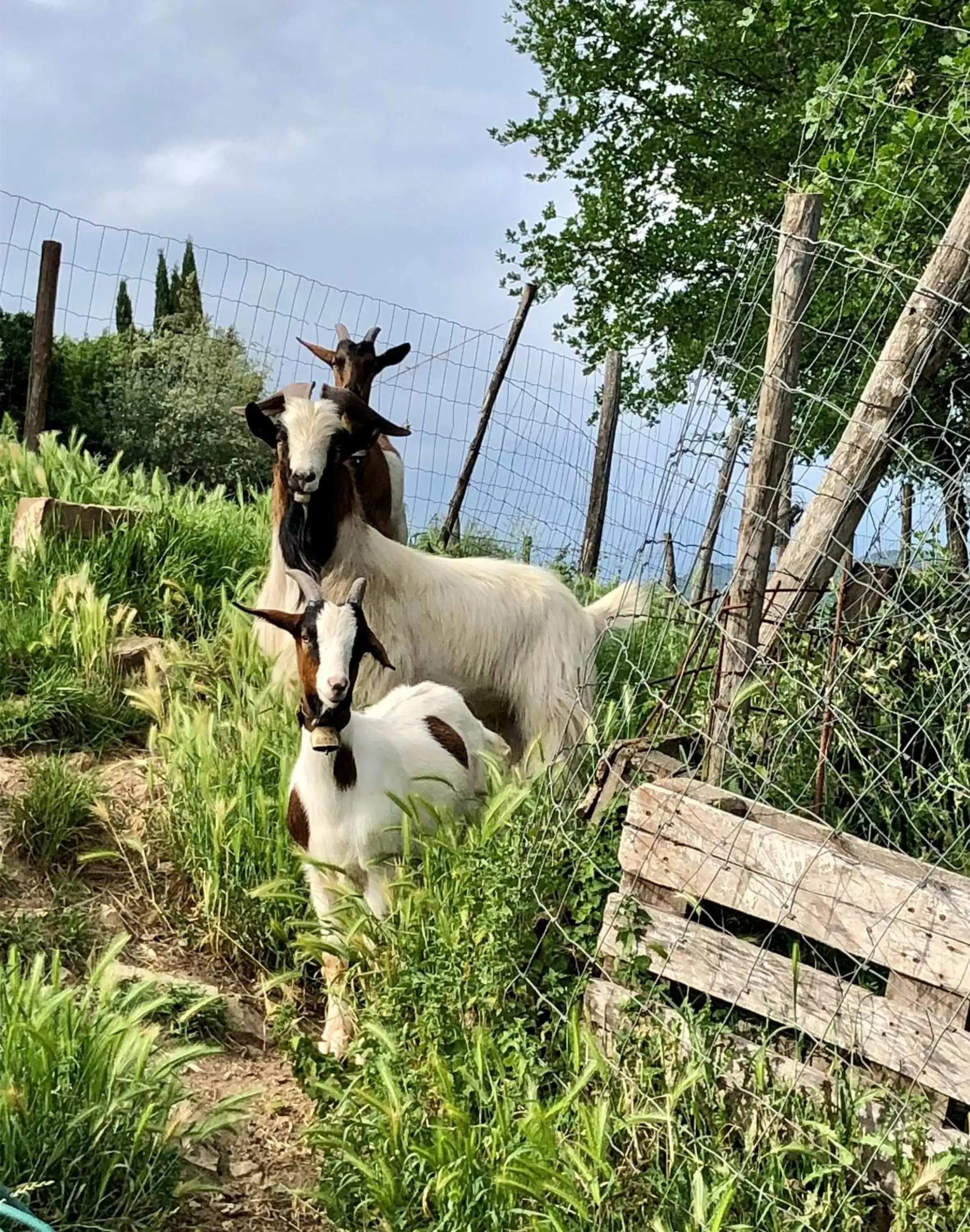 Animals, Horseback Riding in Terre di Baccio