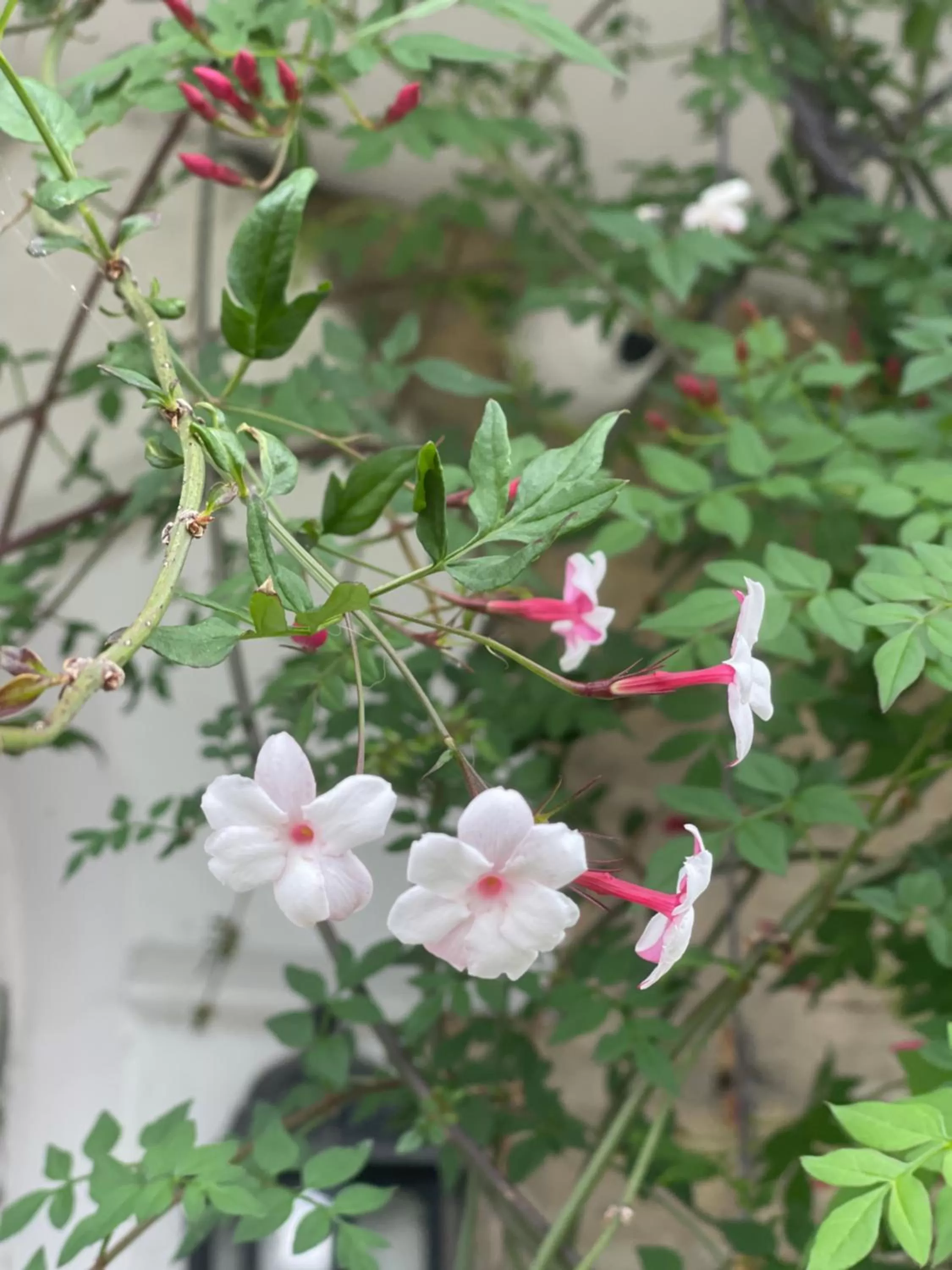 Inglenook Guest House