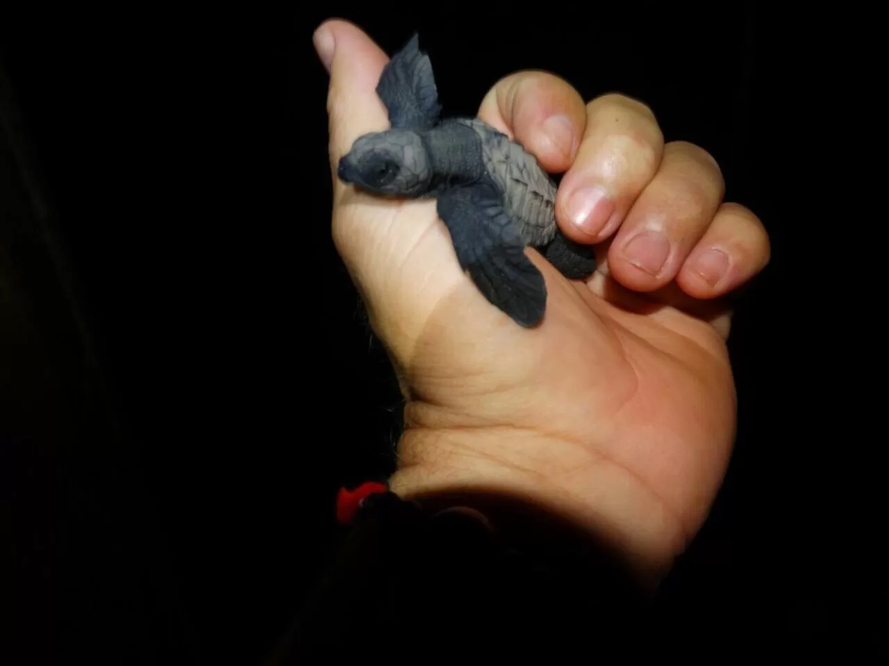 Activities in Posada Turística Rocas De Cabo Marzo