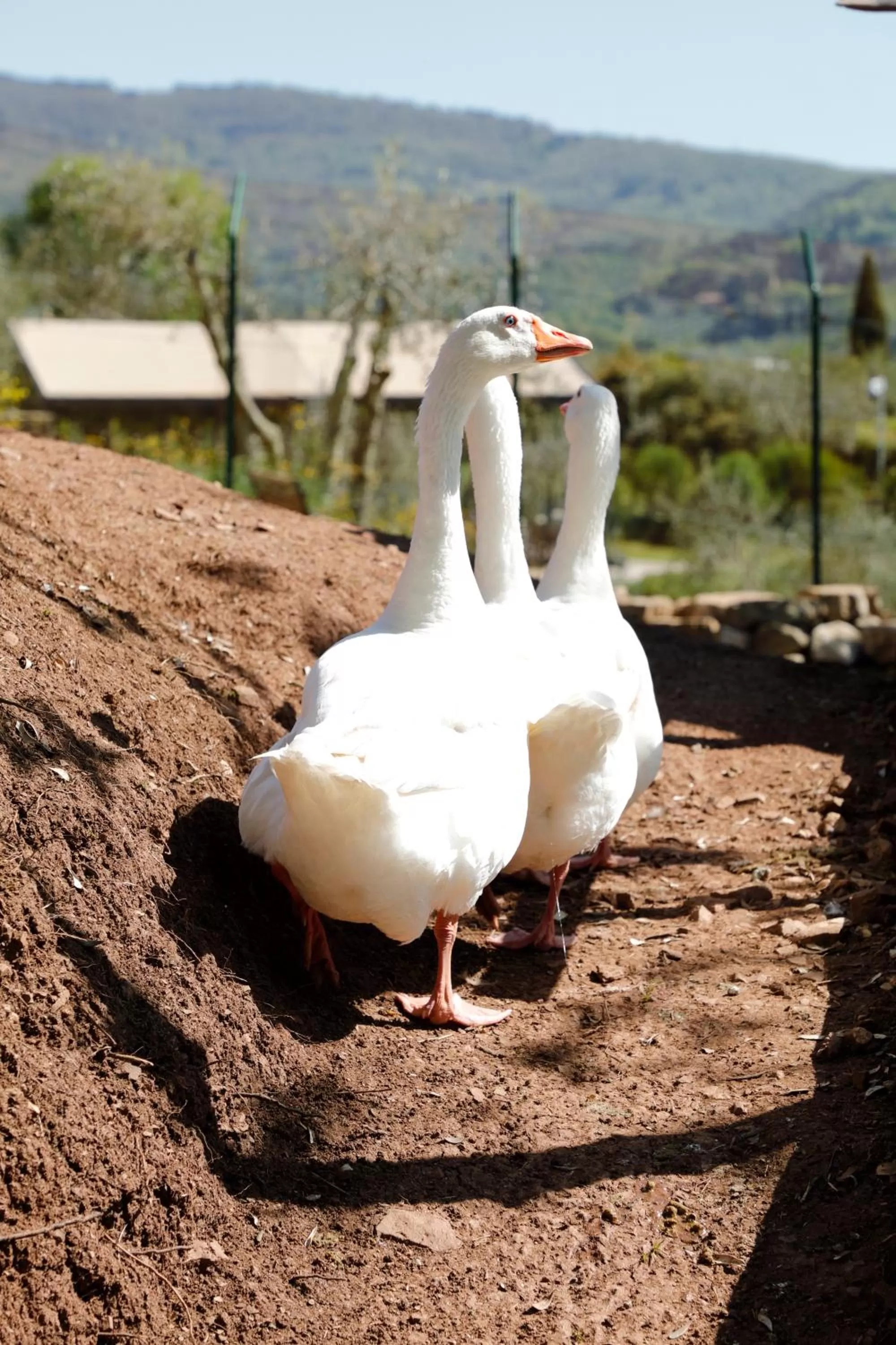 Animals in Terre di Baccio