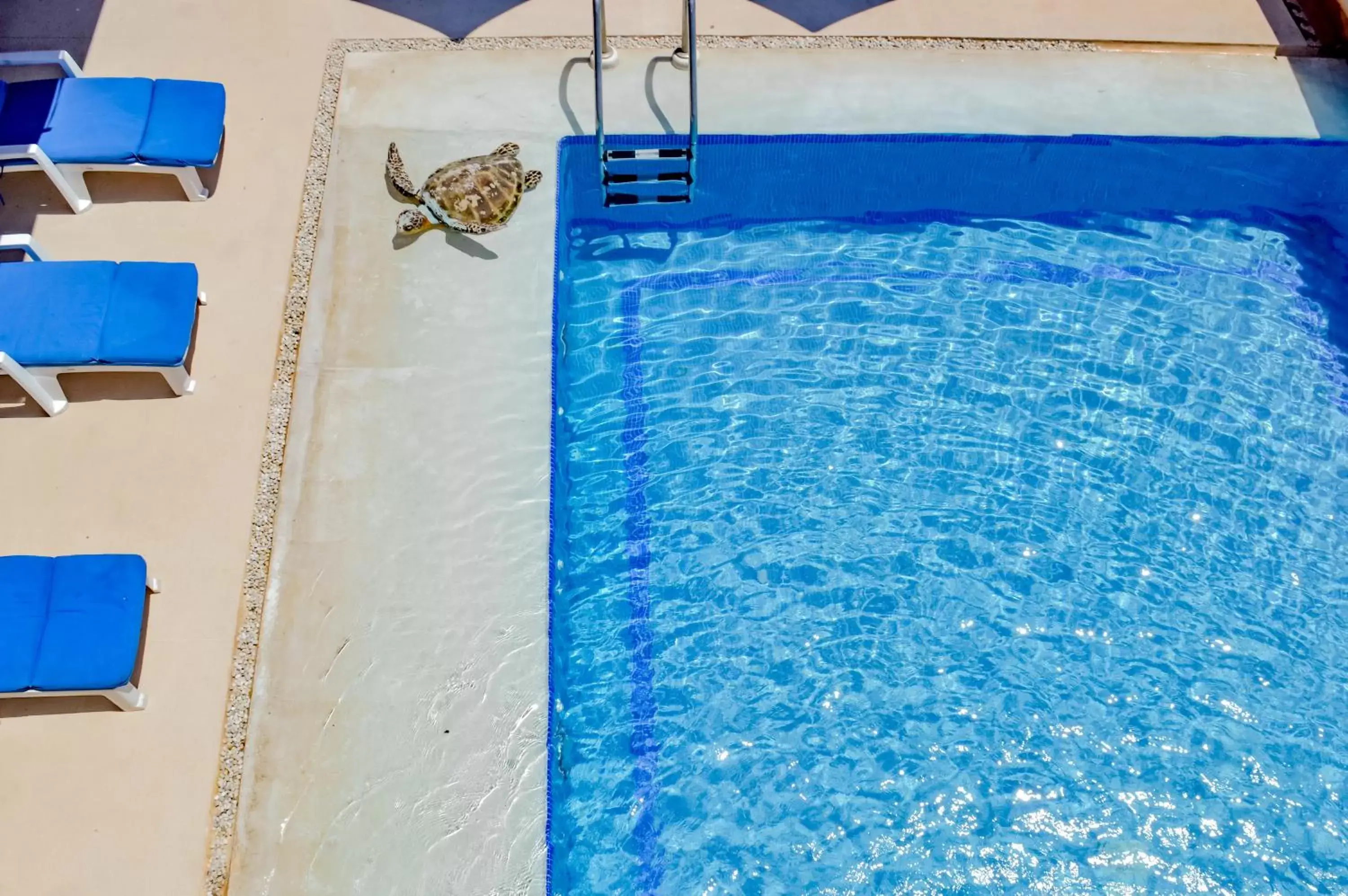 Pool view, Swimming Pool in Villa del Pescador