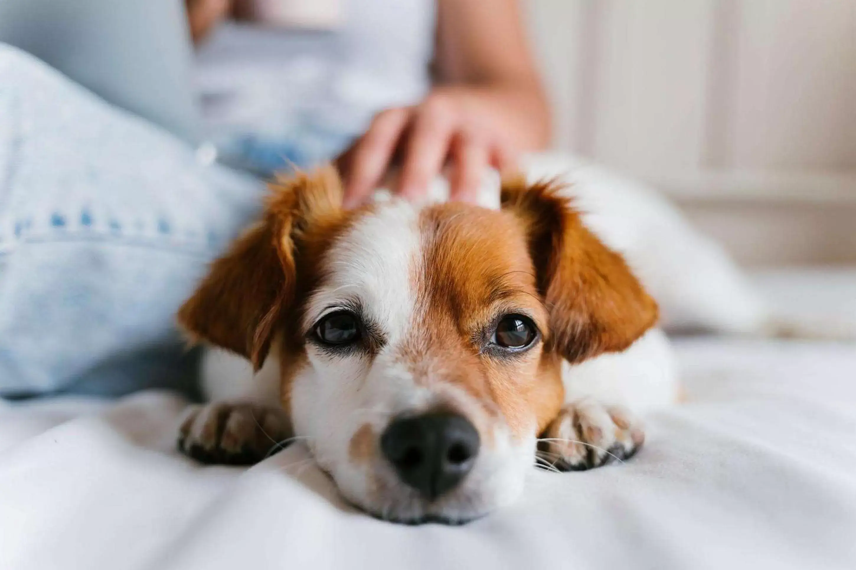 Pets in Hôtel Madame