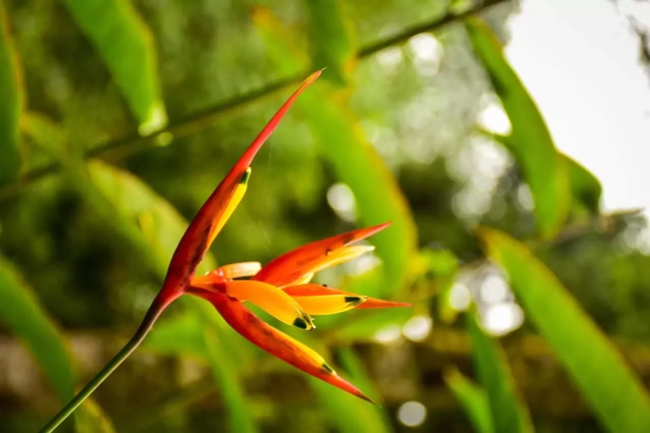 Garden, Other Animals in Hotel Vísperas