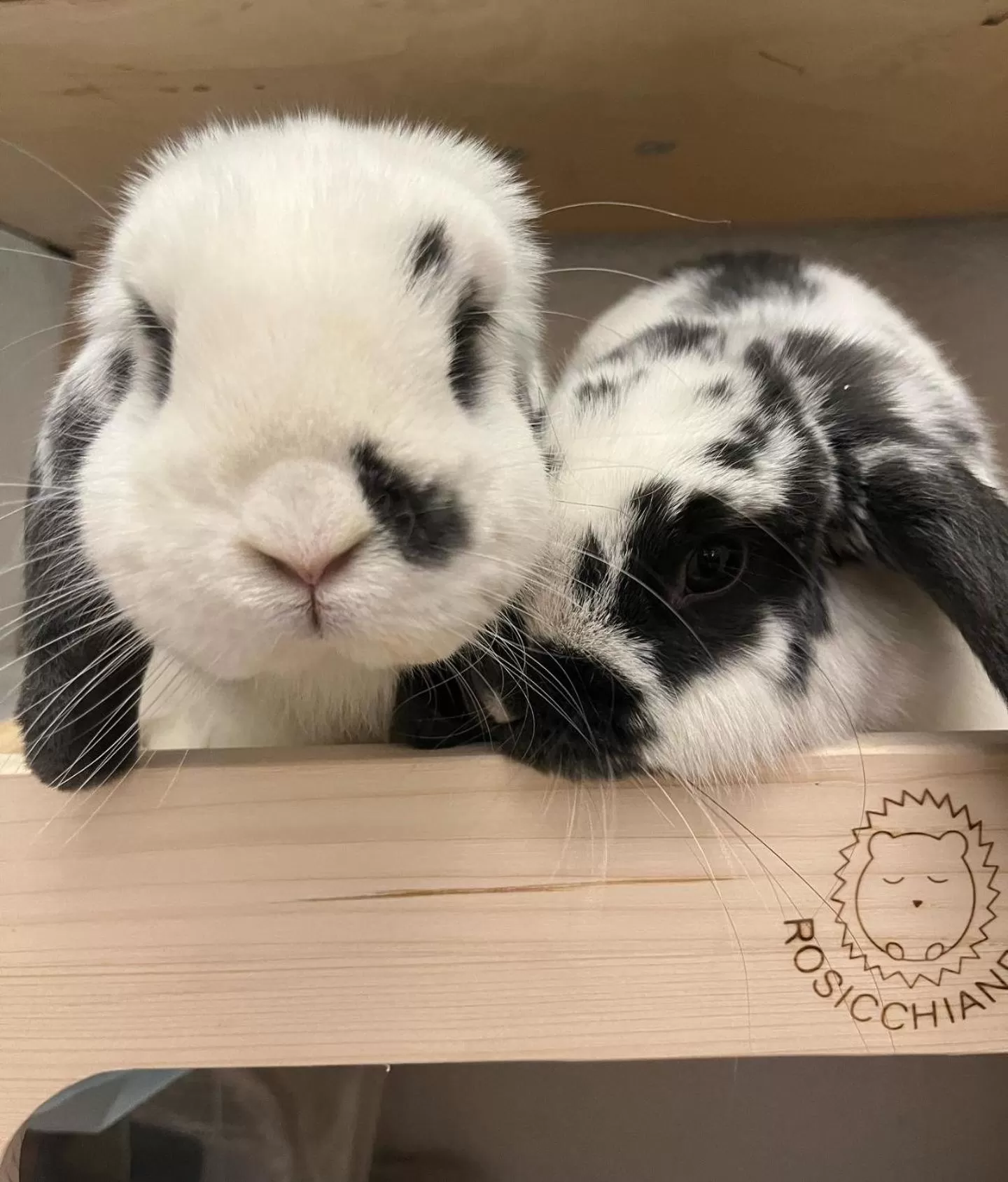 Animals in Hotel La Grange - Animal Chic Hotel