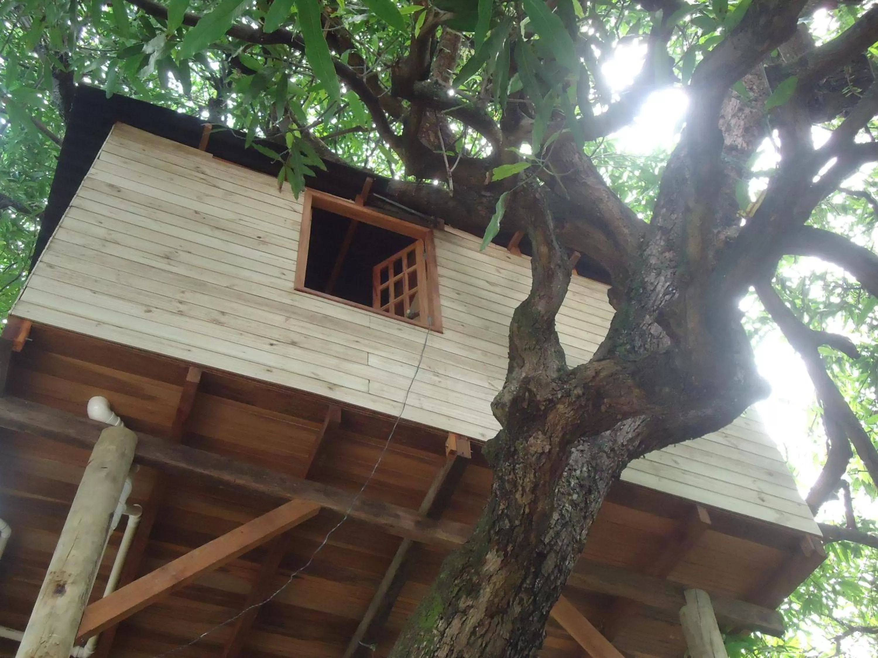 Property Building in Casa na Árvore