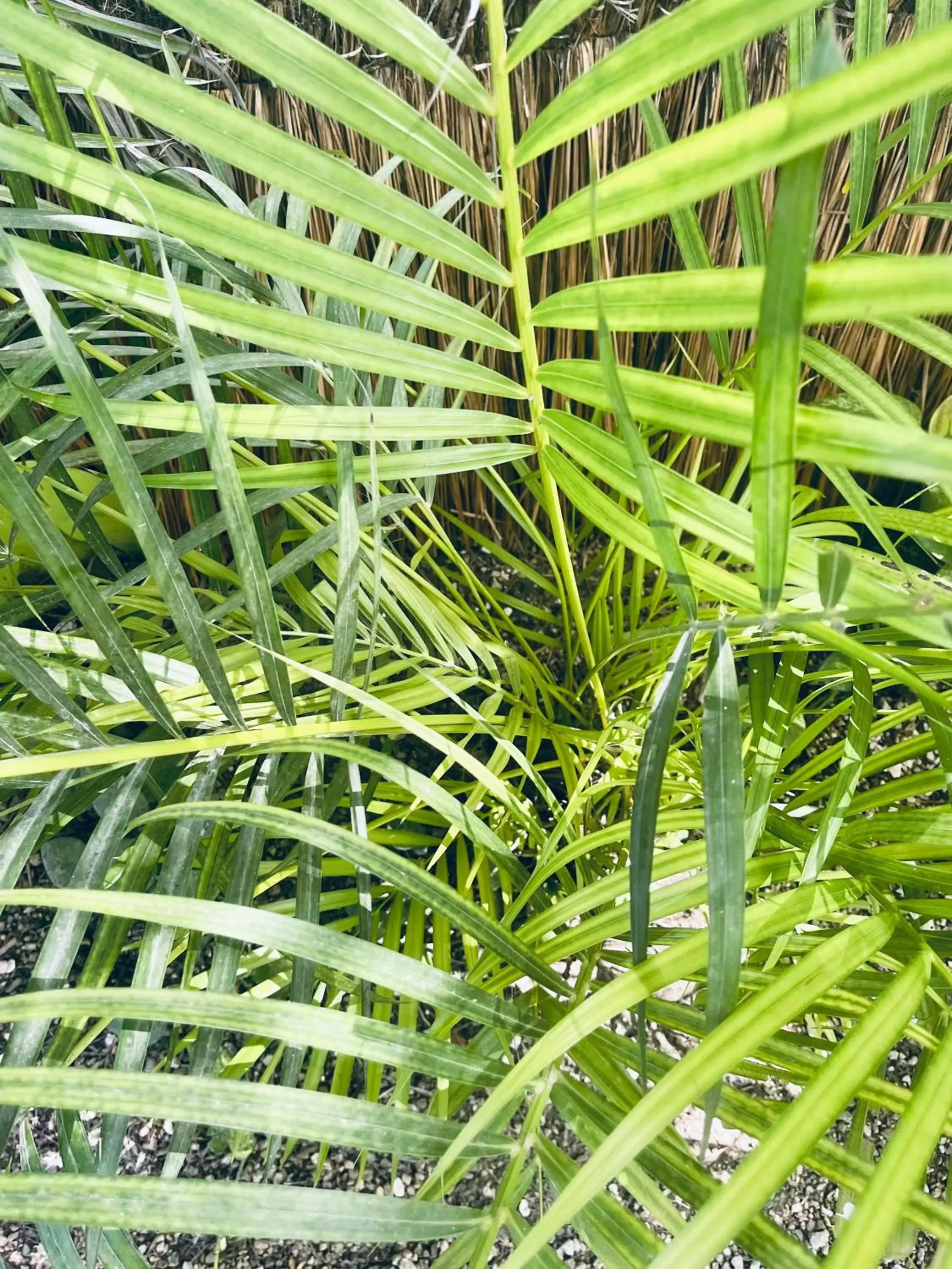 Garden in Pal Mar Glamtainer Tulum