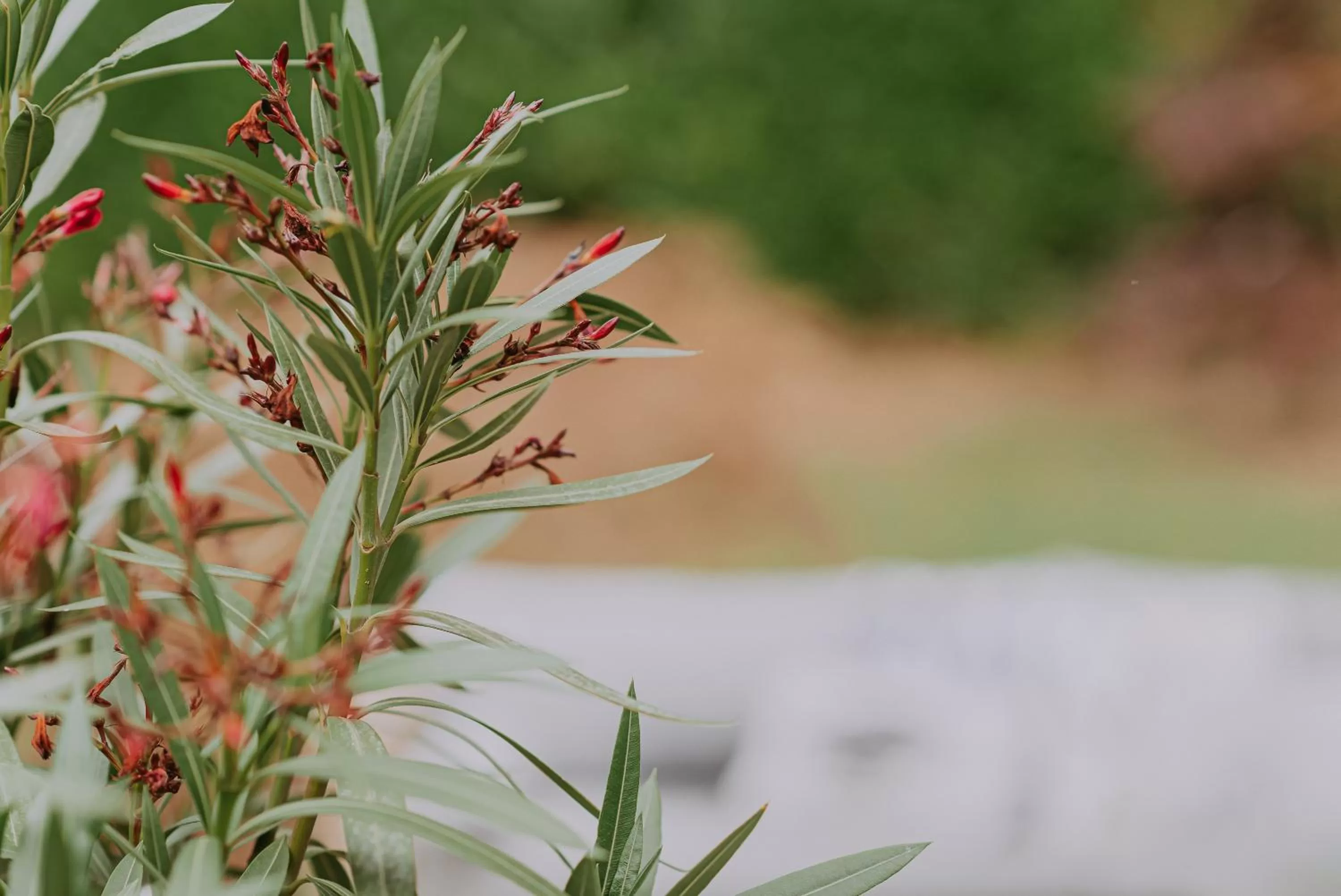 Garden in Villa Geva