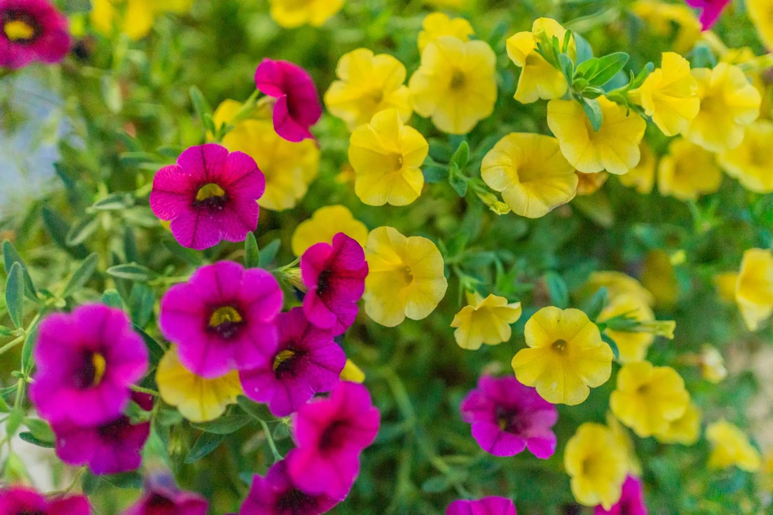 The Stone Manor , Noho boutique hotel Thissio