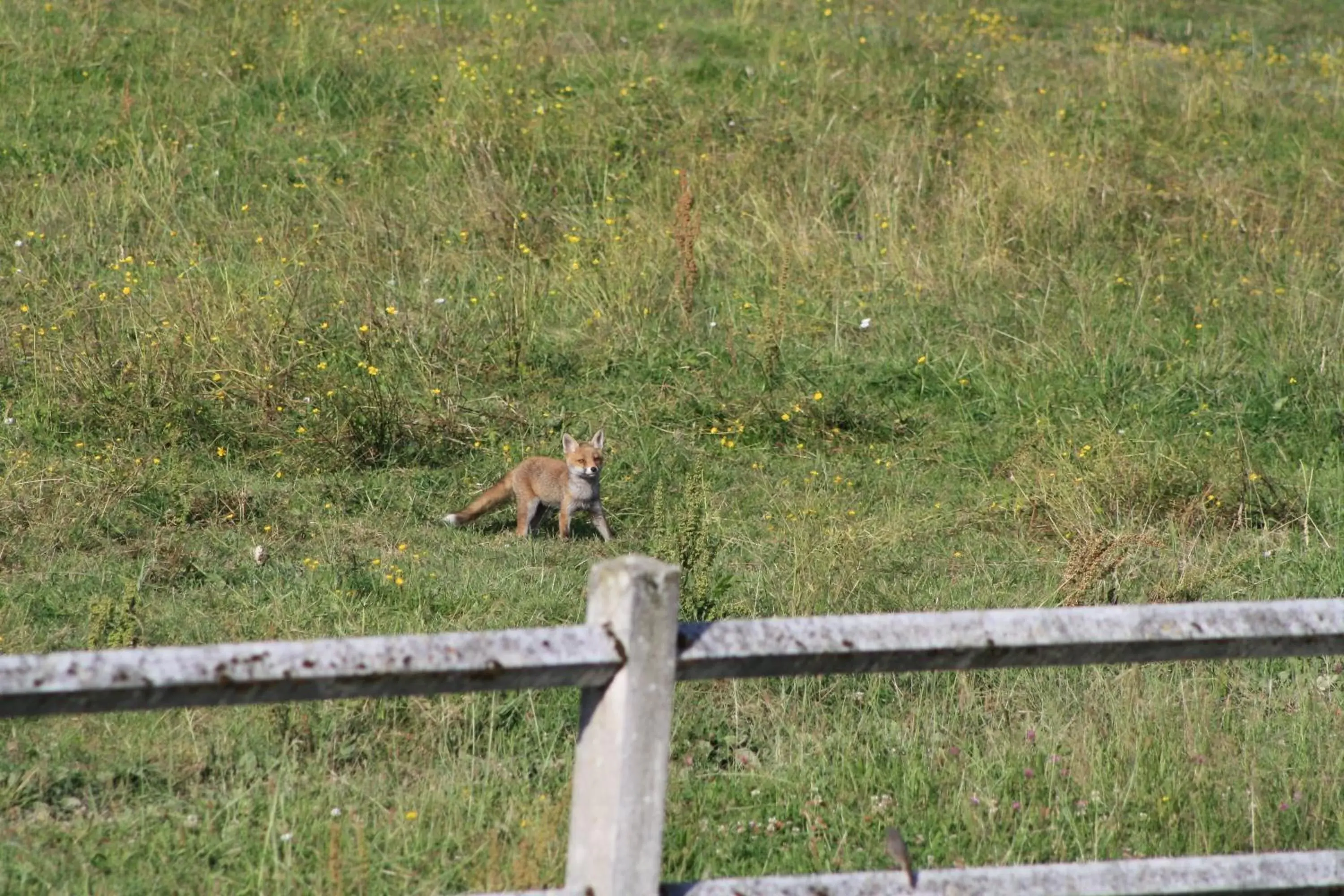 Garden, Other Animals in Chambres et Table d'Hôtes Les Machetières