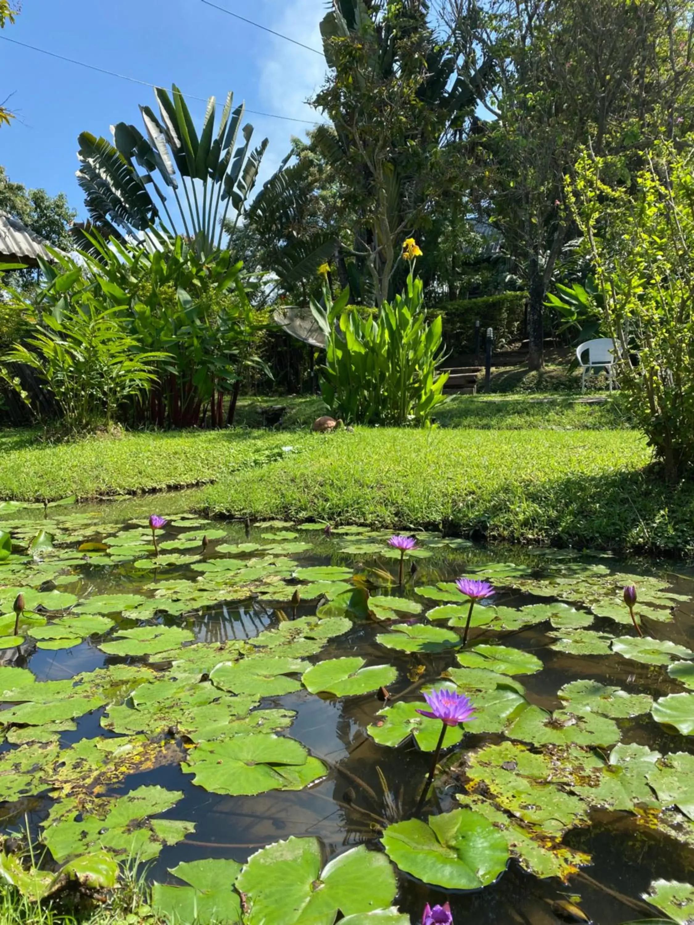 Day, Garden in Pura Vida Pai Resort