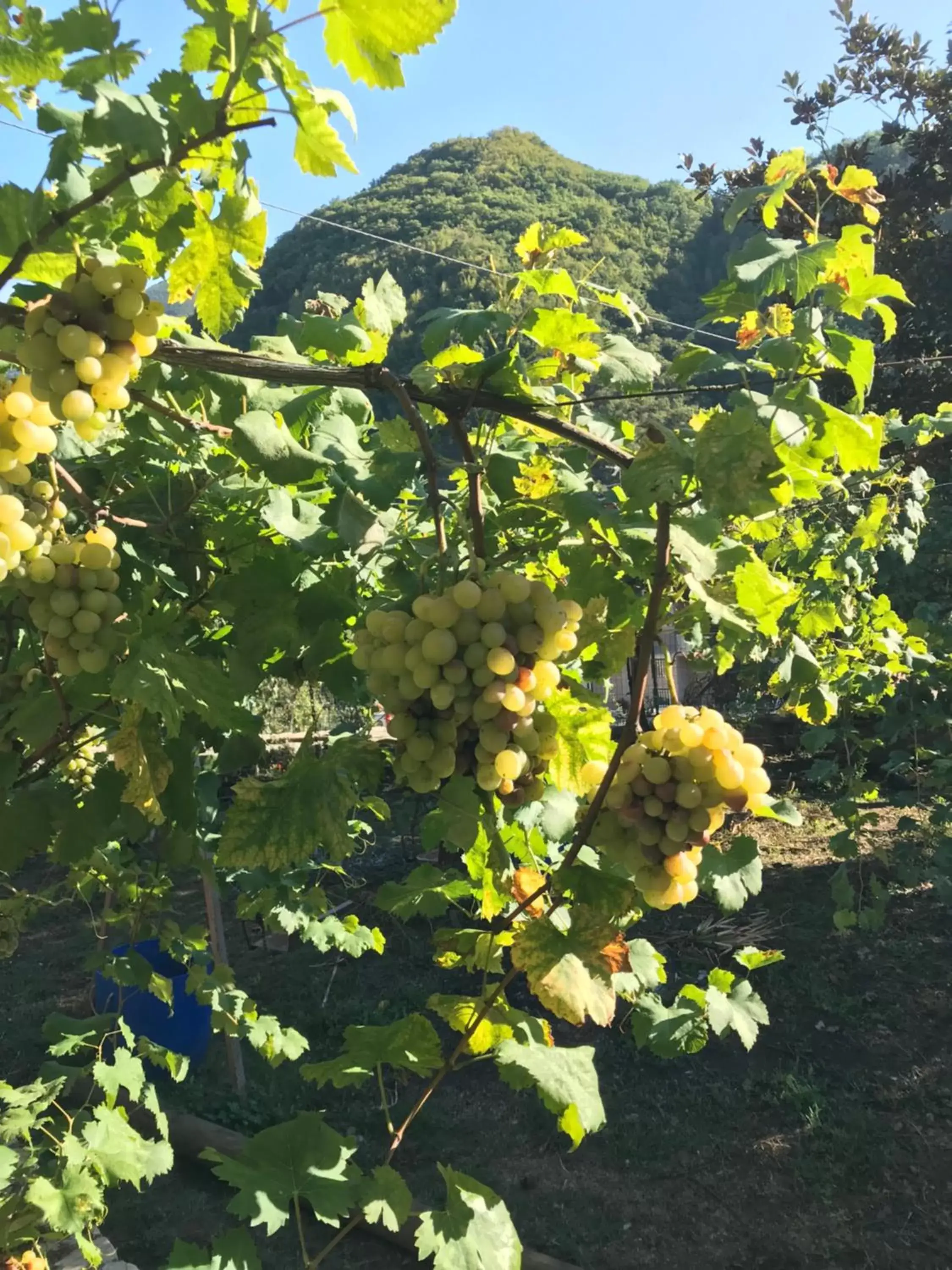 Natural landscape, Garden in B&B Da Felice